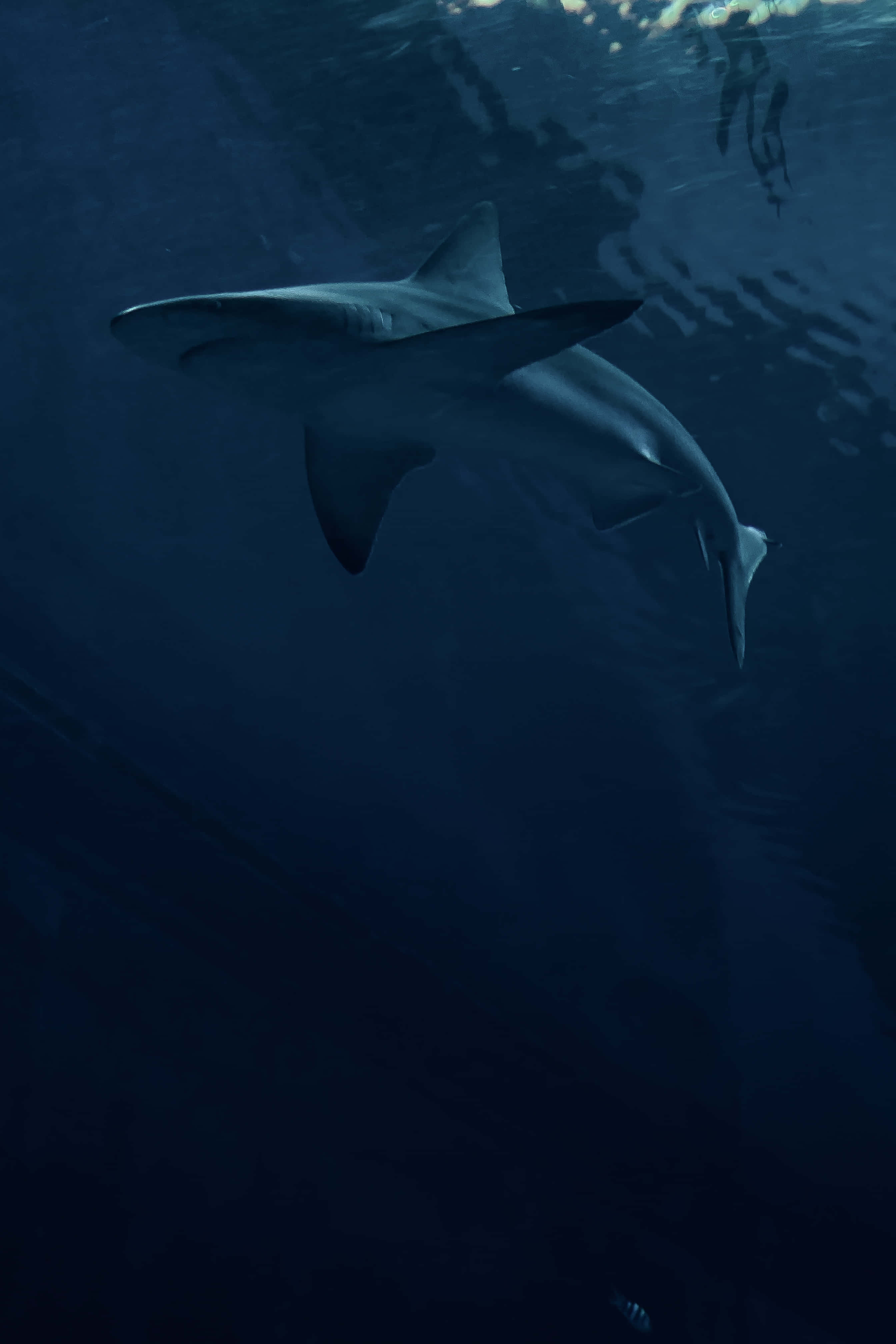 Great White Shark 桌布 壁紙 — 一條大白鯊在深藍色的海水中滑行，陽光從上方過濾而下。