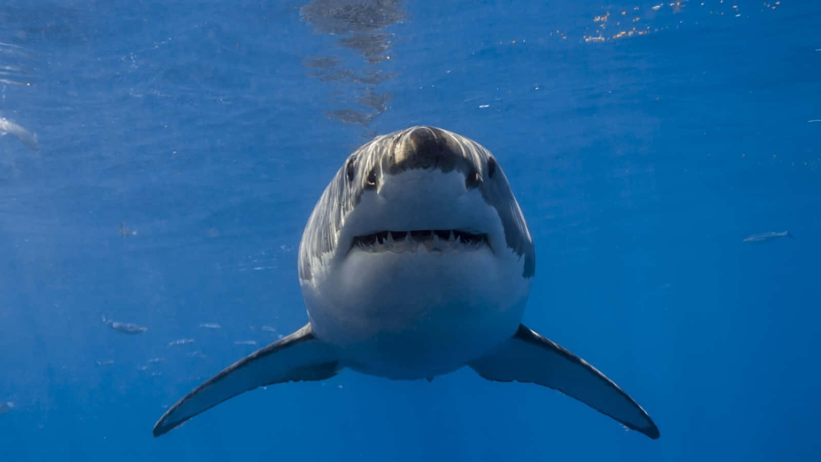 Great White Shark 桌布 壁紙 — 一條大白鯊在清澈湛藍的海水中，陽光從上方過濾而下，直接游向鏡頭。