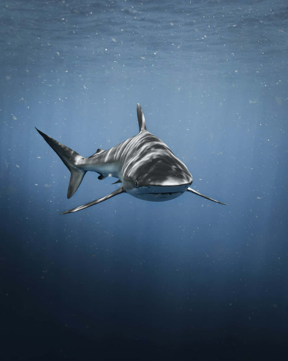 Swimming 桌布 壁紙 — 一條大白鯊在清澈湛藍的海水中滑行，陽光從上方過濾而下。
