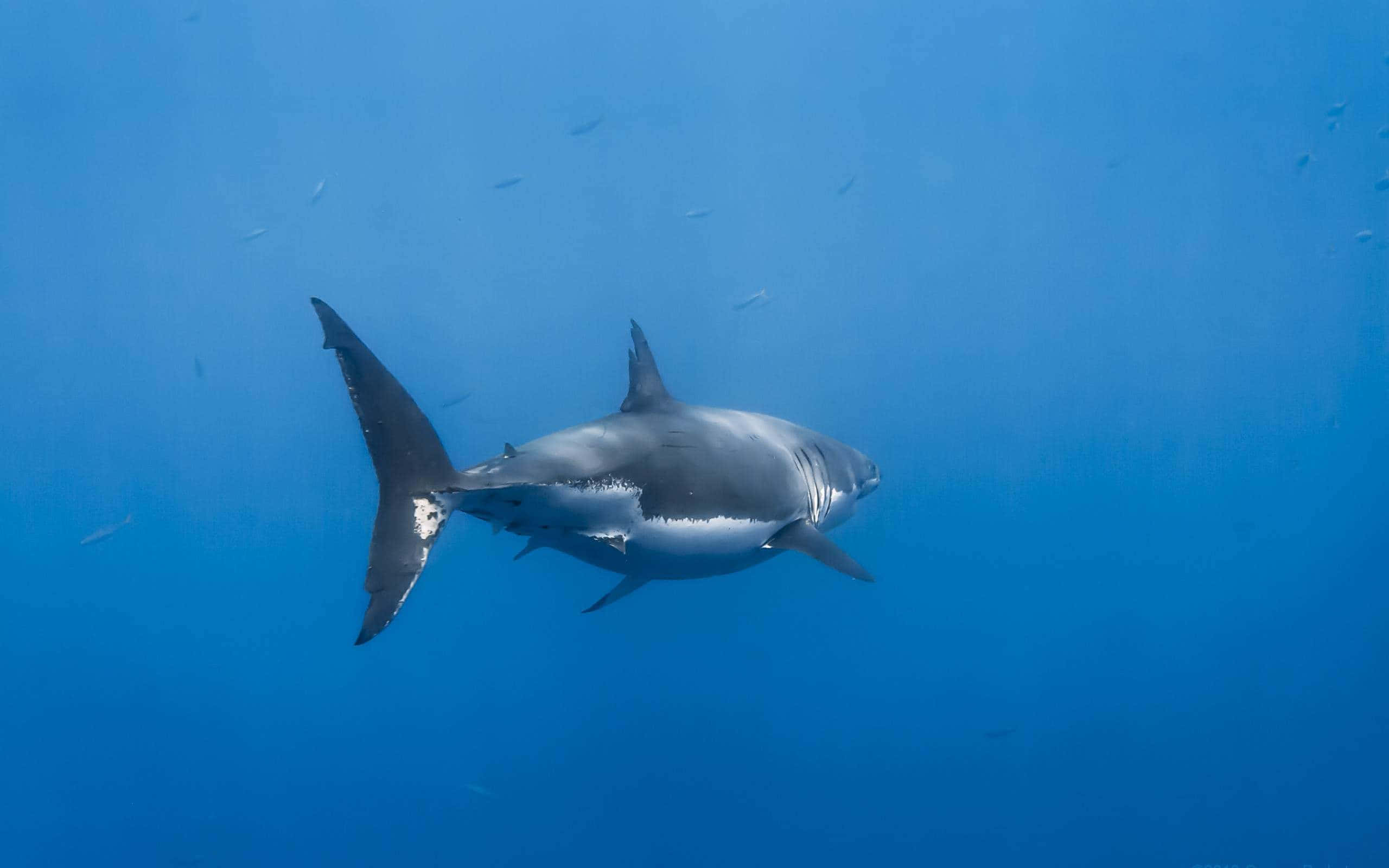 Great White Shark 桌布 壁紙 — 一條大白鯊在清澈的藍色海水中滑行，周圍散落著小魚。