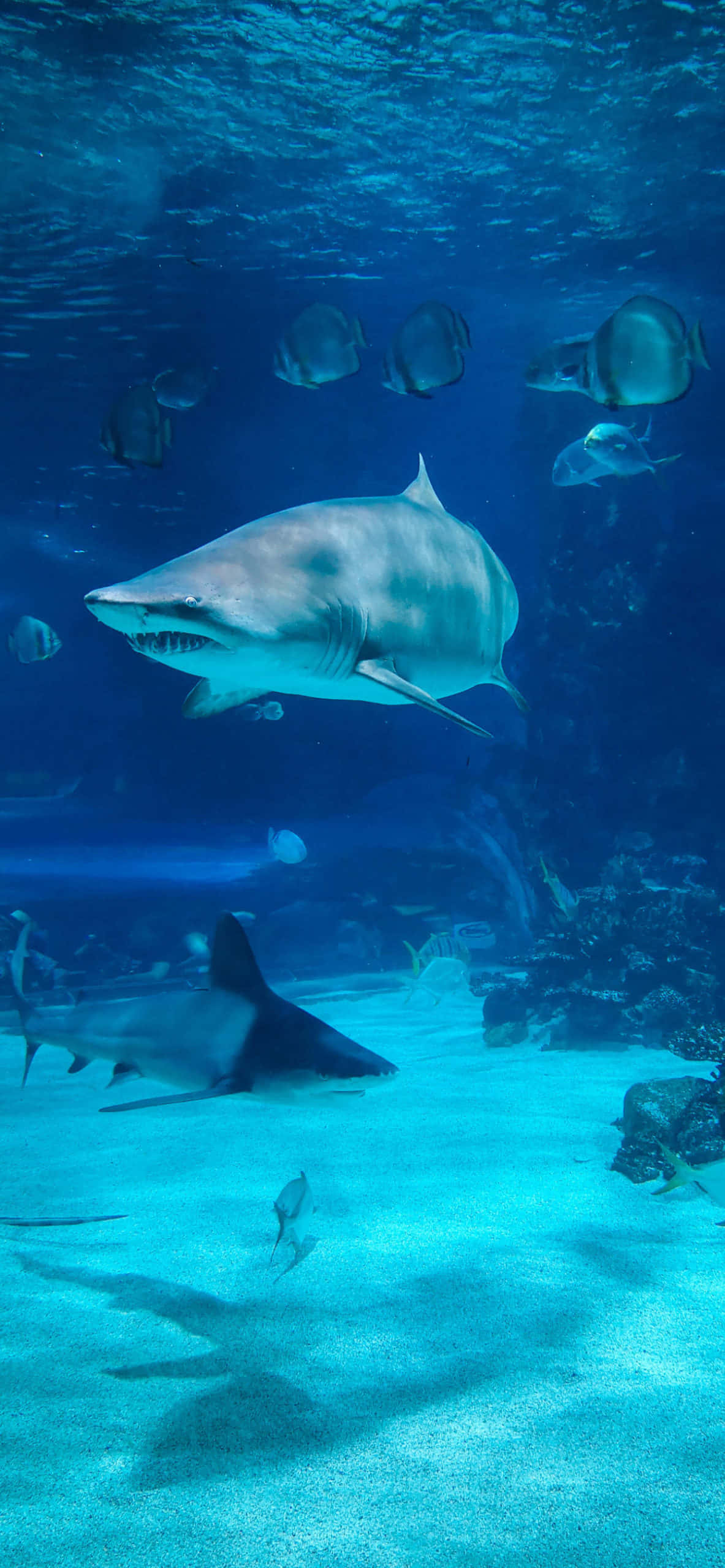Shark iPhone 桌布 壁紙 — 一條大白鯊在清澈的藍色海水中滑行，越過沙質海底，附近有其他鯊魚和熱帶魚游動。