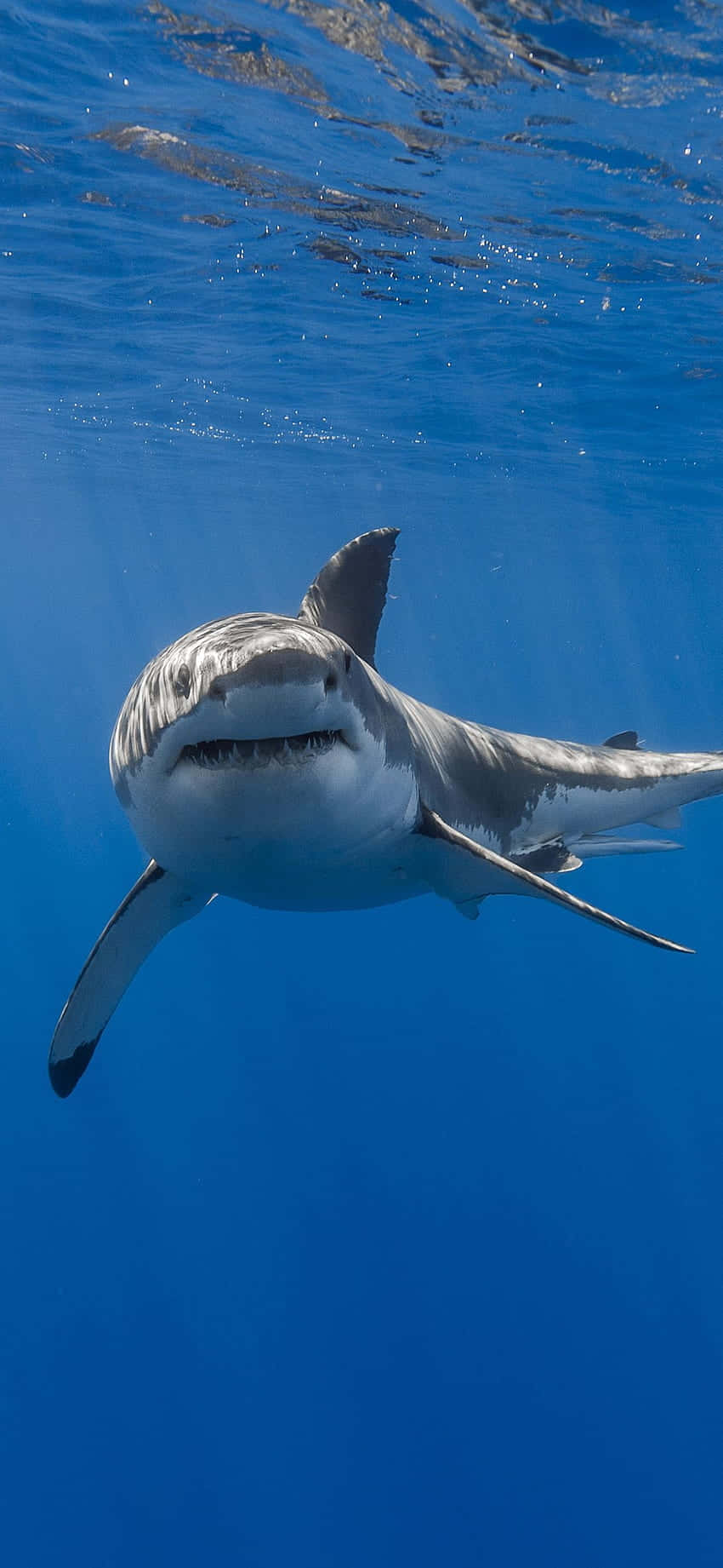 Shark iPhone 桌布 壁紙 — 一條大白鯊在清澈的藍色海水表面附近優雅地游動。