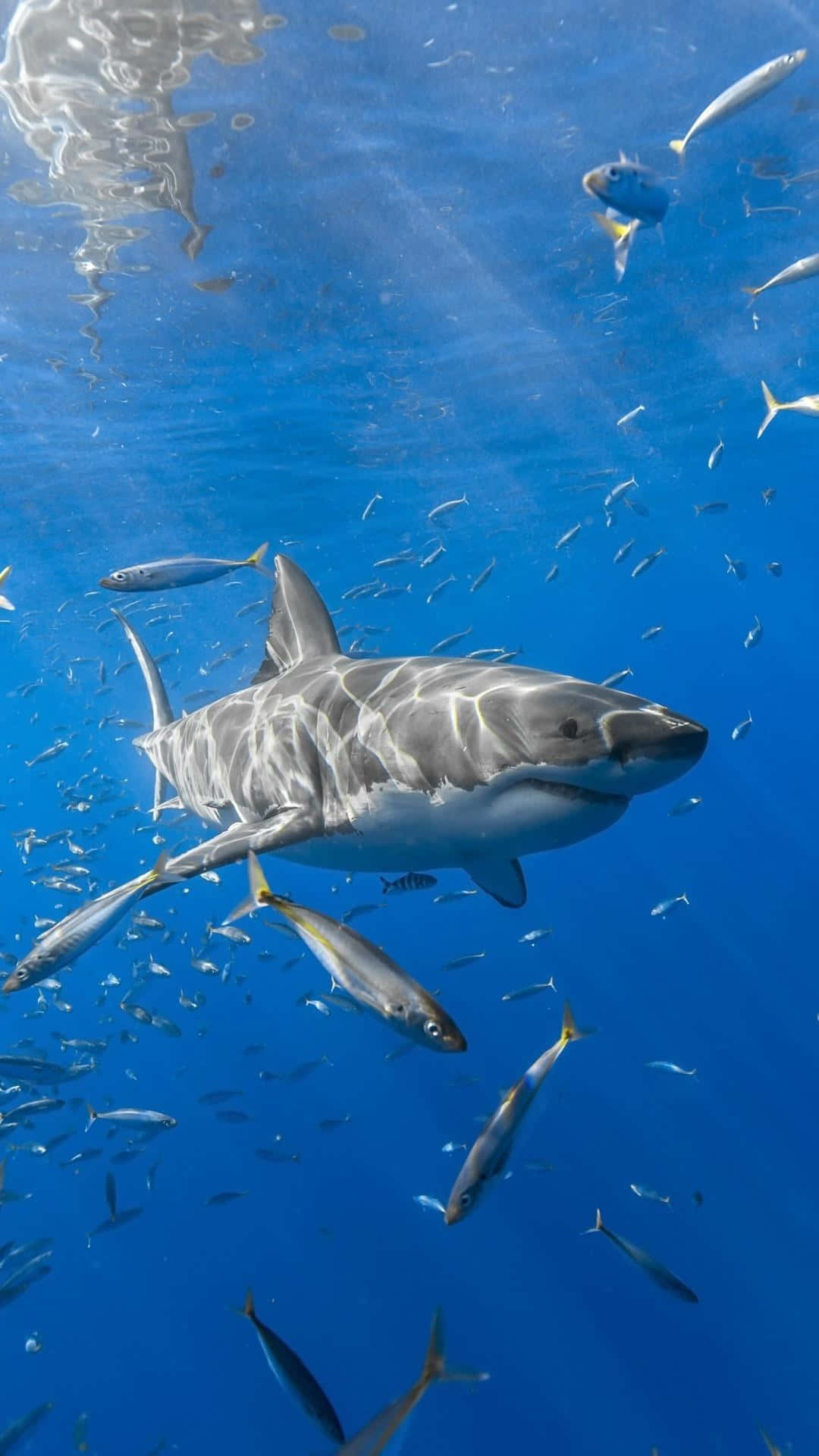 Great White Shark 桌布 壁紙 — 一條大白鯊在清澈的藍色海洋中優雅地滑行，被銀色魚群環繞，靠近陽光照射的水面。