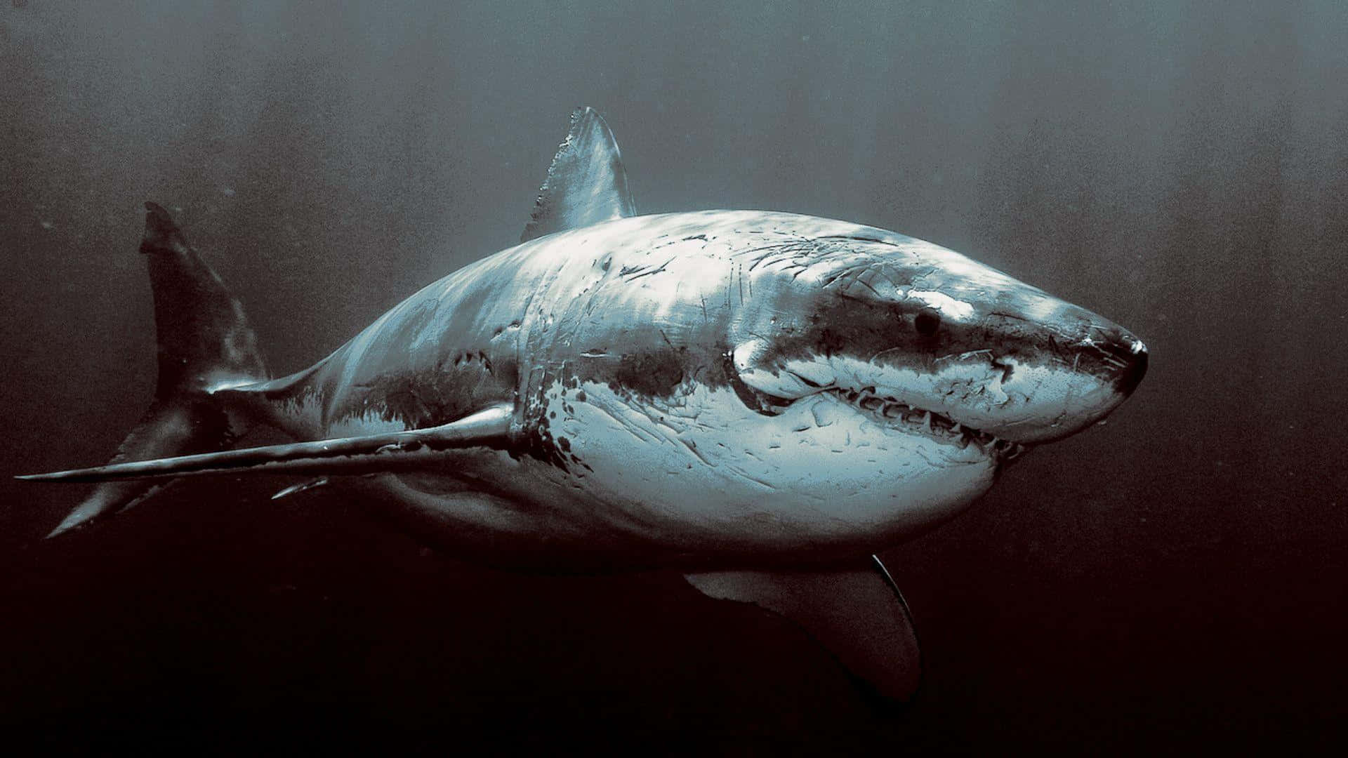 Cool Shark 桌布 壁紙 — 一條大白鯊在渾濁的深水中滑行，嘴巴微微張開，露出鋒利的牙齒。