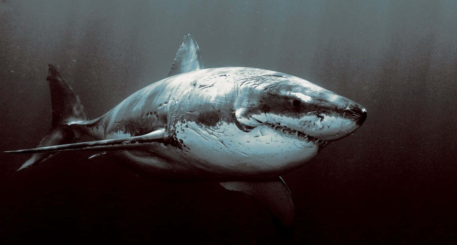 Scary Shark 桌布 壁紙 — 一條大白鯊在渾濁的深海水中滑行，陽光從上方過濾而下。