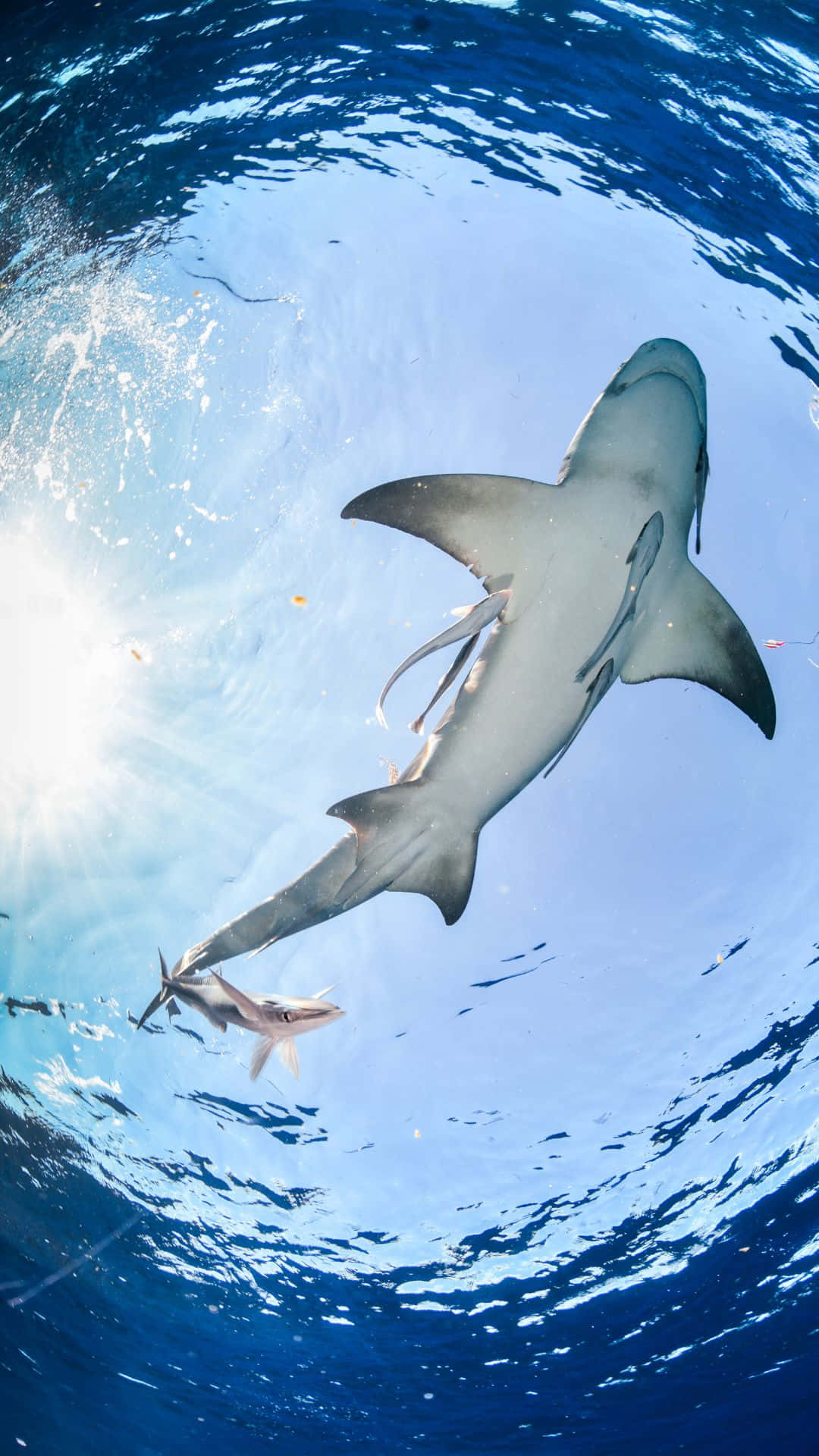 Cool Shark 桌布 壁紙 — 一條大白鯊在陽光照射的藍色海洋中優雅地滑行，附近有一條較小的鯊魚。