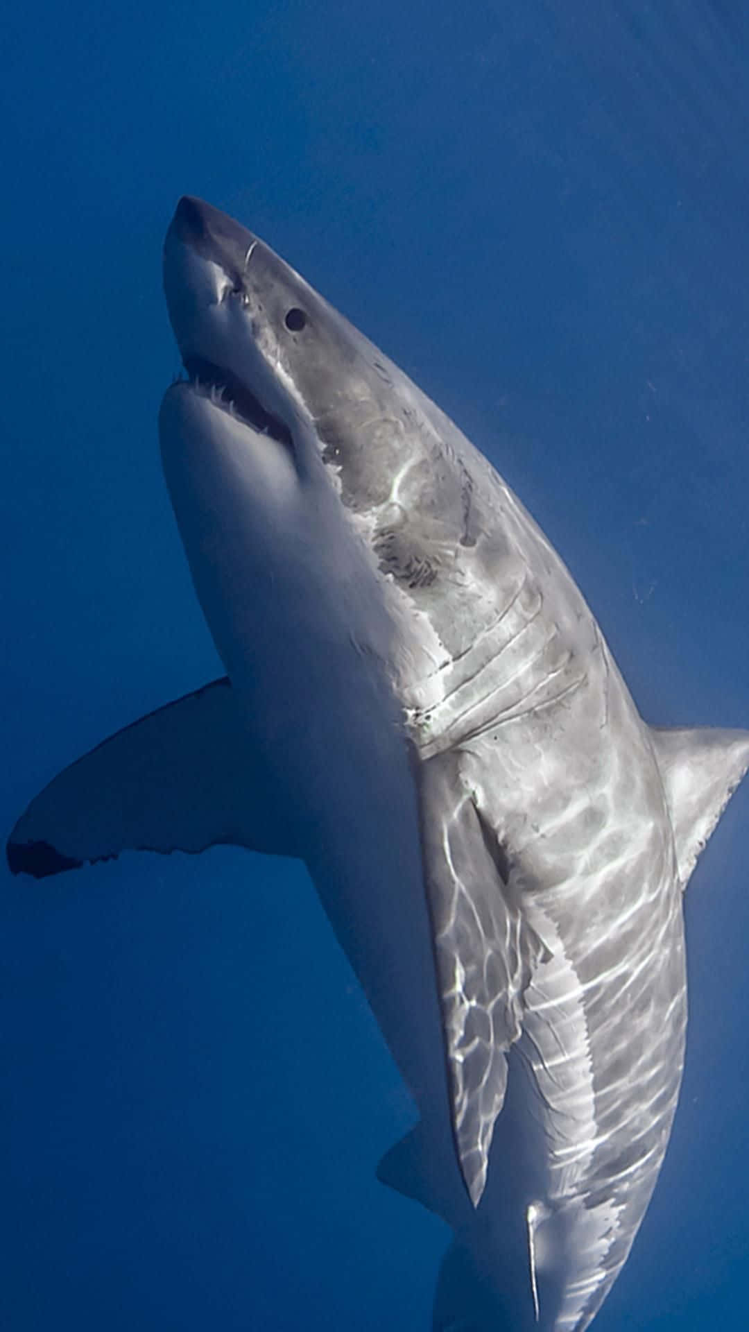 Shark iPhone 桌布 壁紙 — 一條大白鯊在陽光穿透的深藍色海水中優雅地游動。