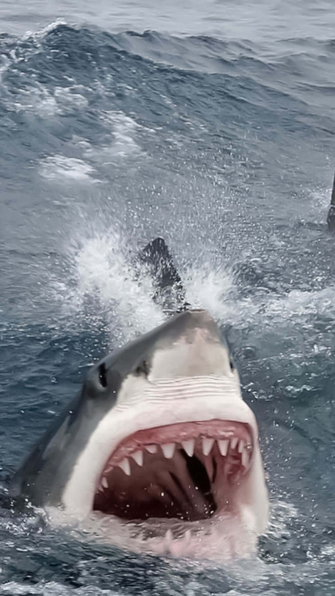 Cool Shark 桌布 壁紙 — 一條大白鯊張開大嘴衝出水面，露出鋒利的牙齒和飛濺的水花。