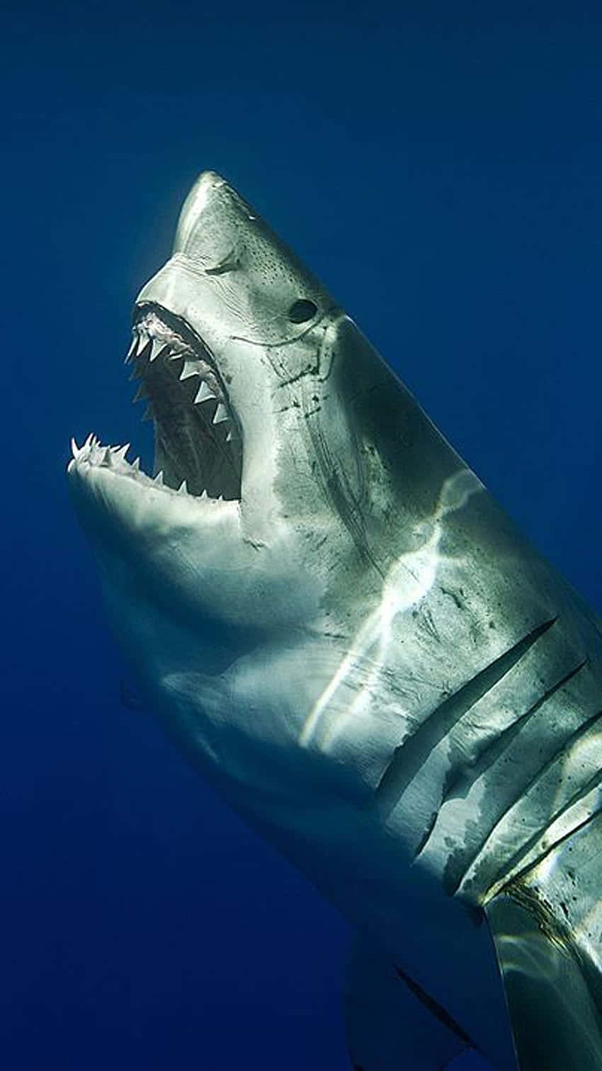 Shark iPhone 桌布 壁紙 — 一條大白鯊張開血盆大口，露出鋒利牙齒，在深藍色海水中向上游動。
