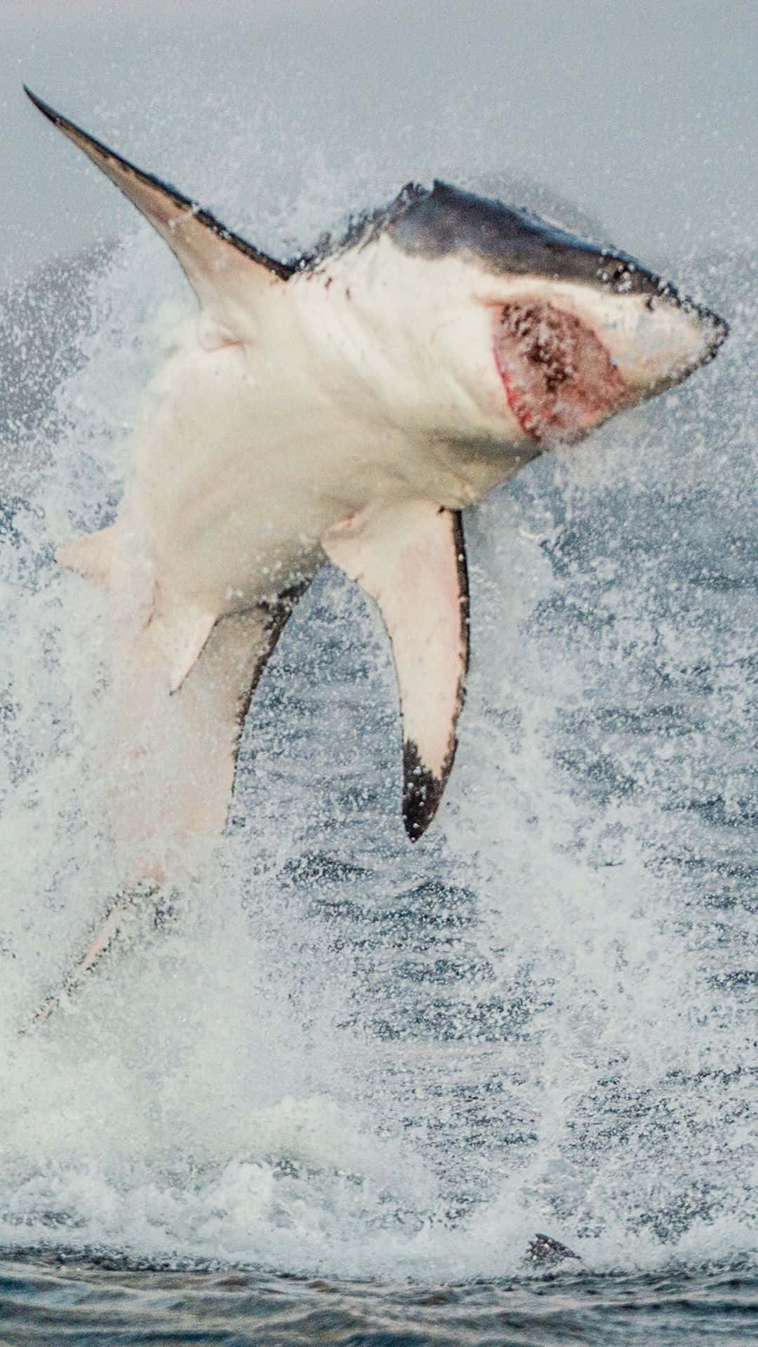 Cool Shark 桌布 壁紙 — 一條大白鯊從波濤洶湧的海水中強勢衝出，張開的嘴巴周圍噴灑著水霧。