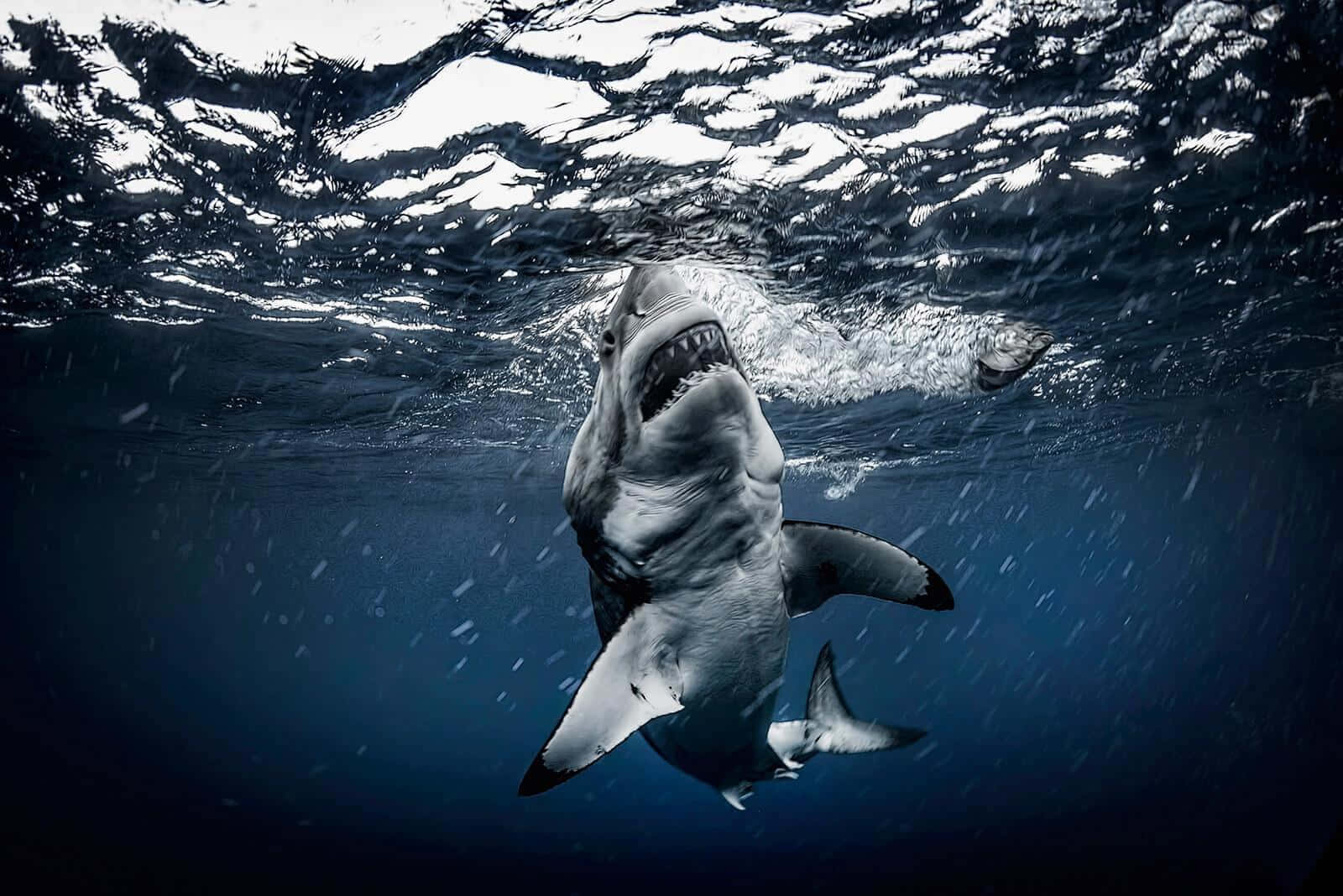 Underwater Scary Ocean 桌布 壁紙 — 一條大白鯊從深藍色水中向上衝向水面上的泳者。