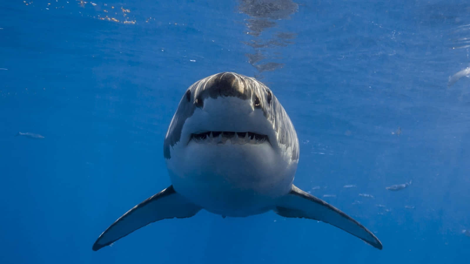 Great White Shark 桌布 壁紙 — 一條大白鯊穿過清澈湛藍的海水，直接游向鏡頭，陽光從上方過濾而下。