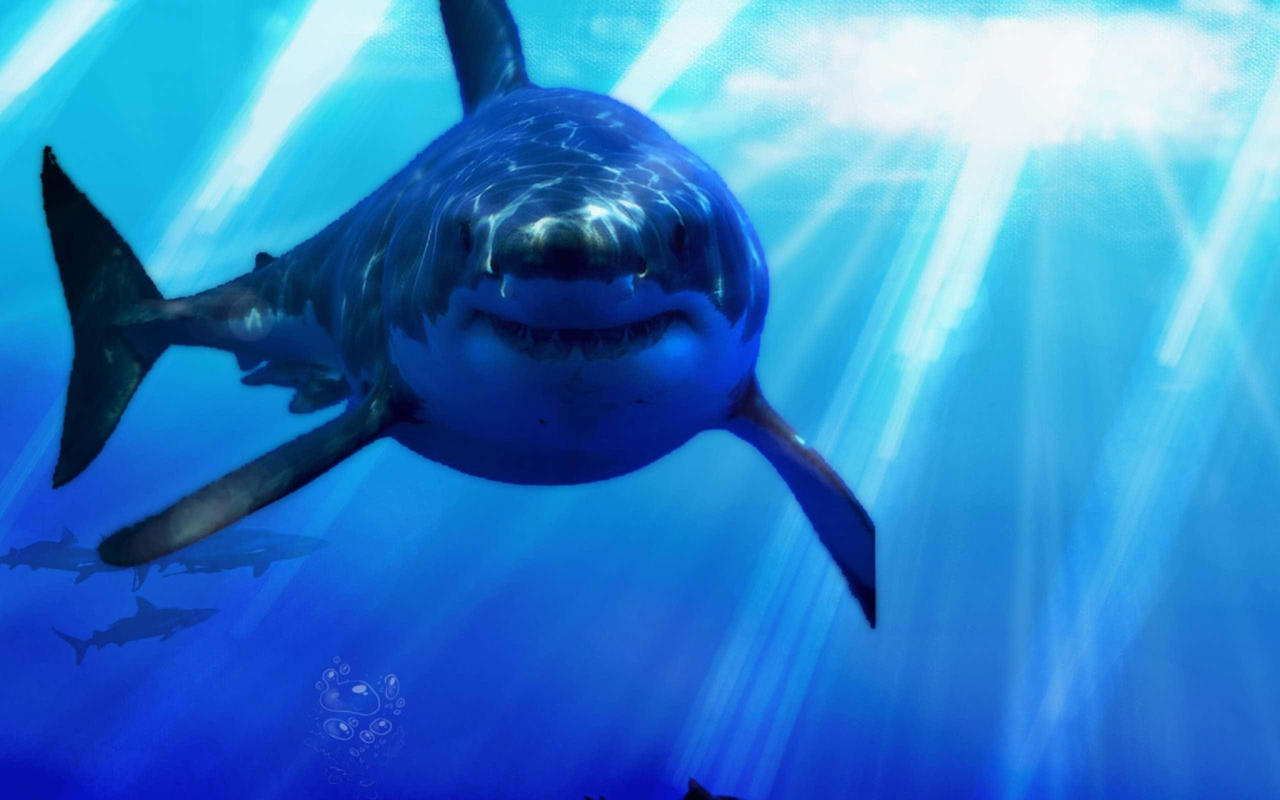 Cool Shark 桌布 壁紙 — 一條大白鯊穿過陽光普照的藍色海洋，光線穿透水面，游向觀眾。