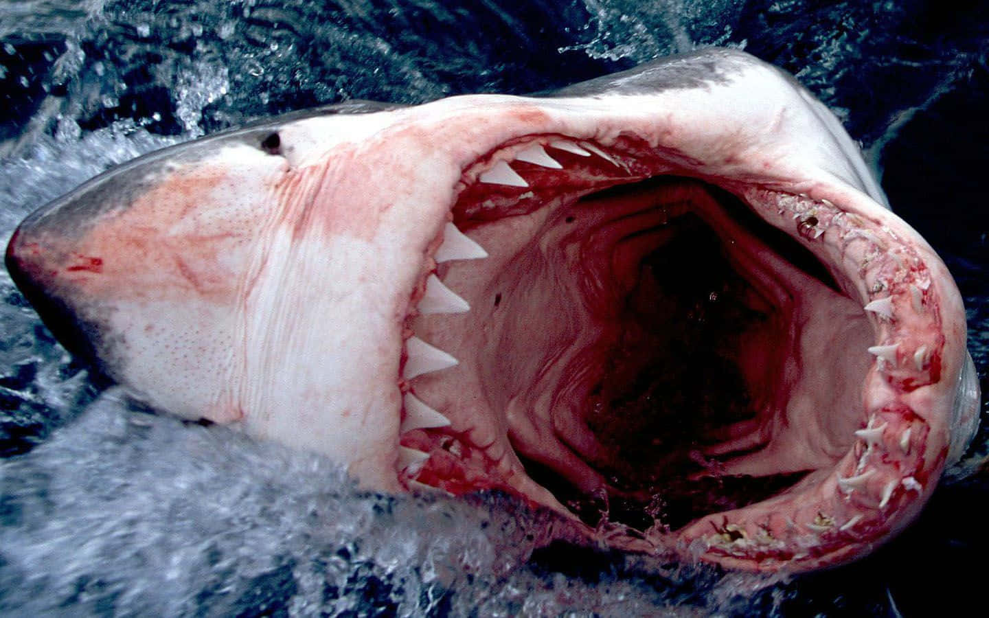 Scary Shark 桌布 壁紙 — 一條大白鯊衝破海面，張開巨大的下顎，露出鋒利的牙齒和血淋淋的牙齦。