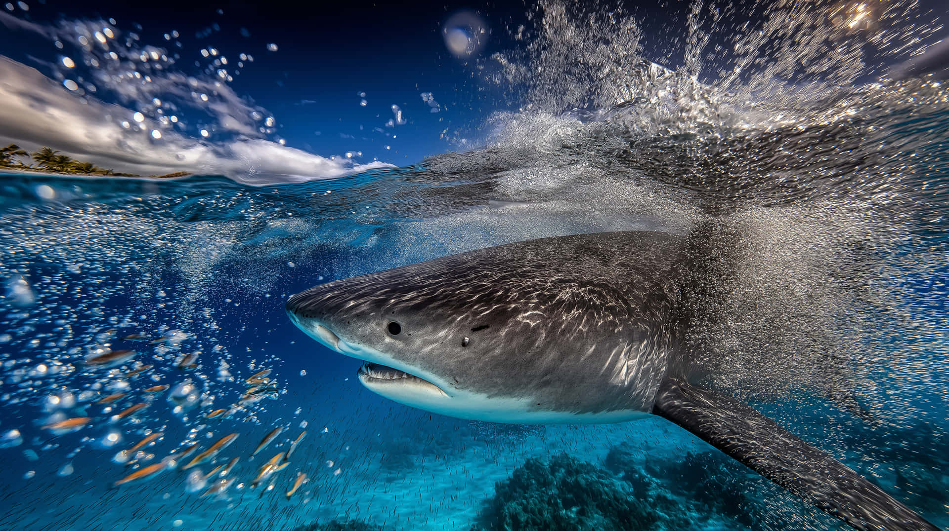 Tiger Shark Underwater Surface Breach with Reef Below 壁紙 — 一條大白鯊衝破碧綠色的水面，在珊瑚礁上方激起水花，陽光在水滴上反射。