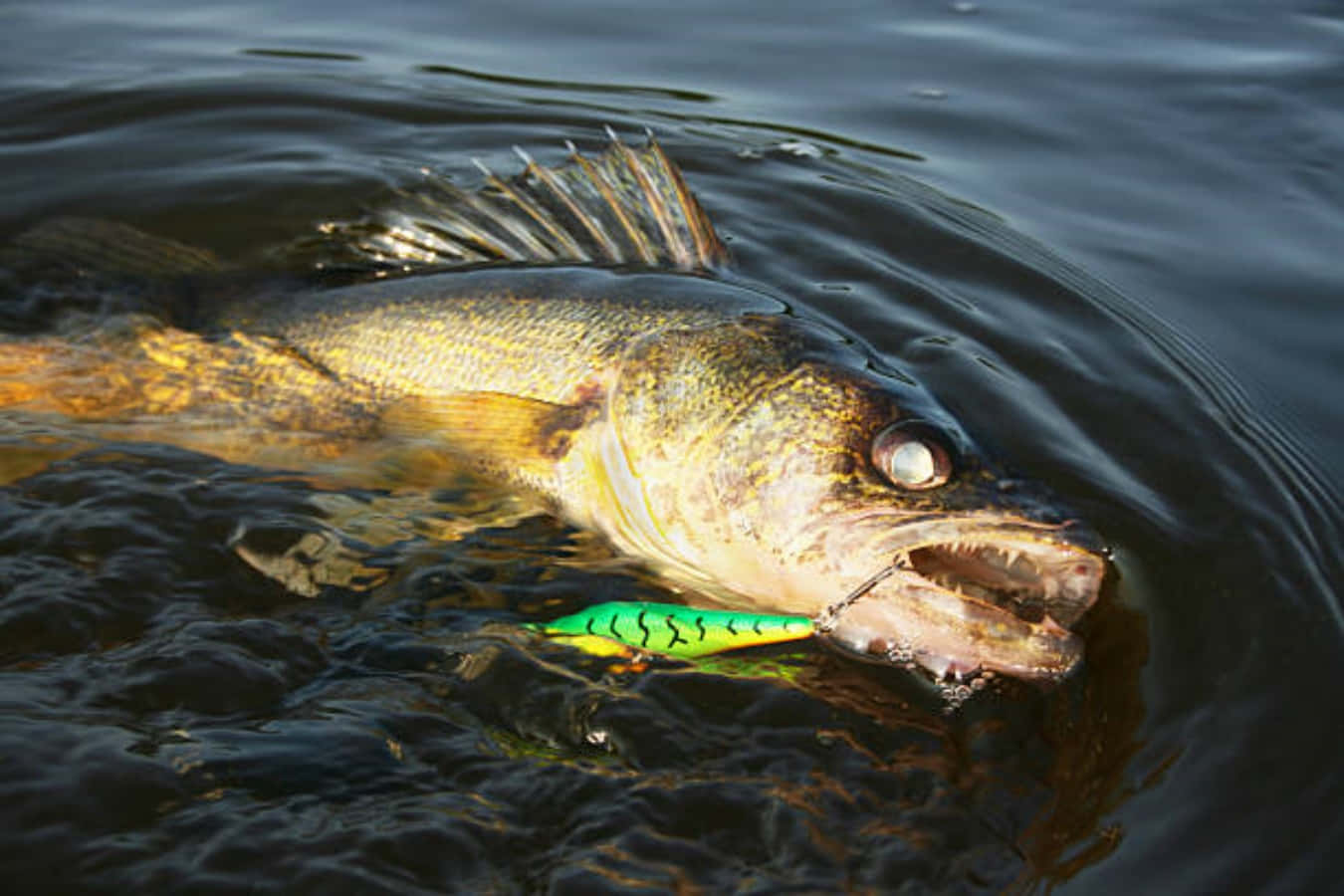 Walleye 桌布 壁紙 — 一條大眼梭鱸魚，嘴裡含著一個綠色和黃色的假餌，浮現在黑暗的漣漪水面上。