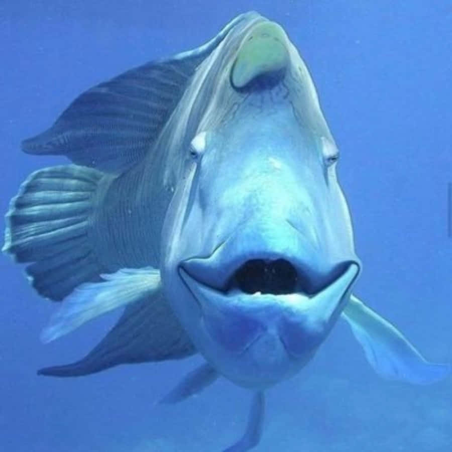 動物 桌布 壁紙 — 一條大藍魚張大嘴巴在清澈藍色水中游泳的特寫。
