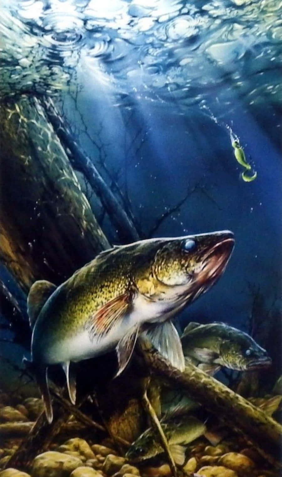 Walleye 桌布 壁紙 — 一條大魚在陽光照射的河床根部附近游泳，上方有個魚餌在清澈藍色水中搖曳。