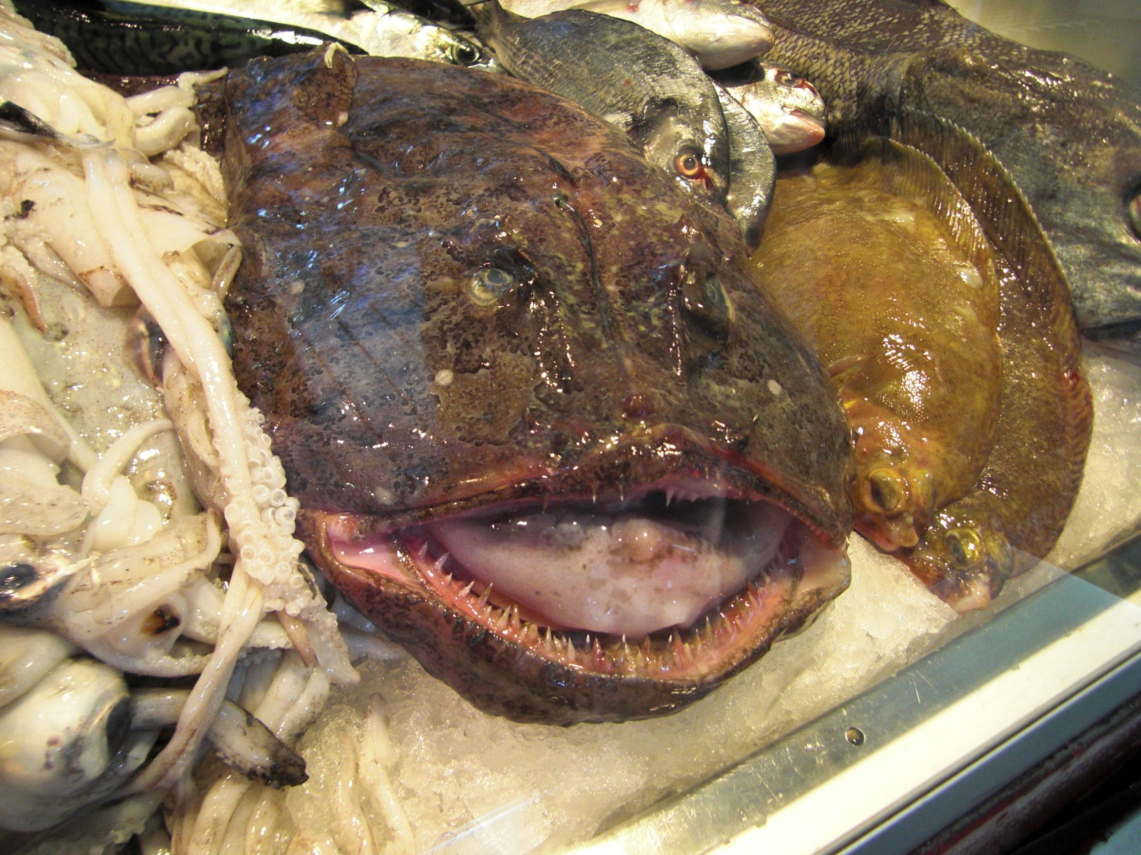 魚 桌布 壁紙 — 一條大魚張開佈滿牙齒的嘴巴，與其他海鮮一起放在冰上，在市場攤位展示的特寫。