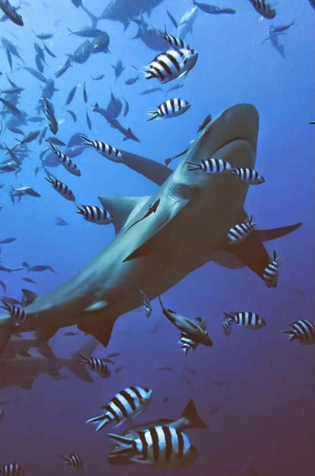海洋 桌布 壁紙 — 一條大鯊魚在深藍色海洋中優雅地滑行，周圍環繞著一群條紋魚。