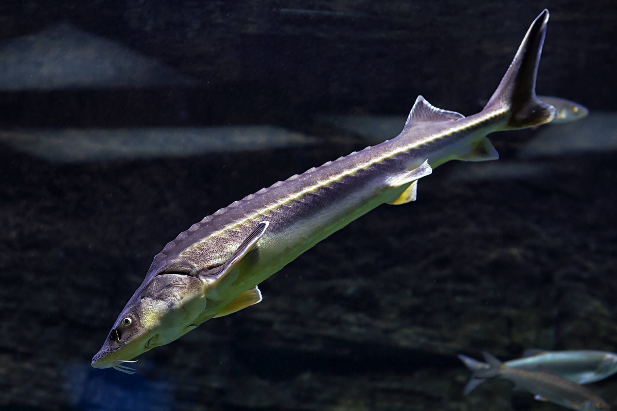 魚 桌布 壁紙 — 一條大鱘魚在暗水中優雅地滑行，背景中可見第二條魚。