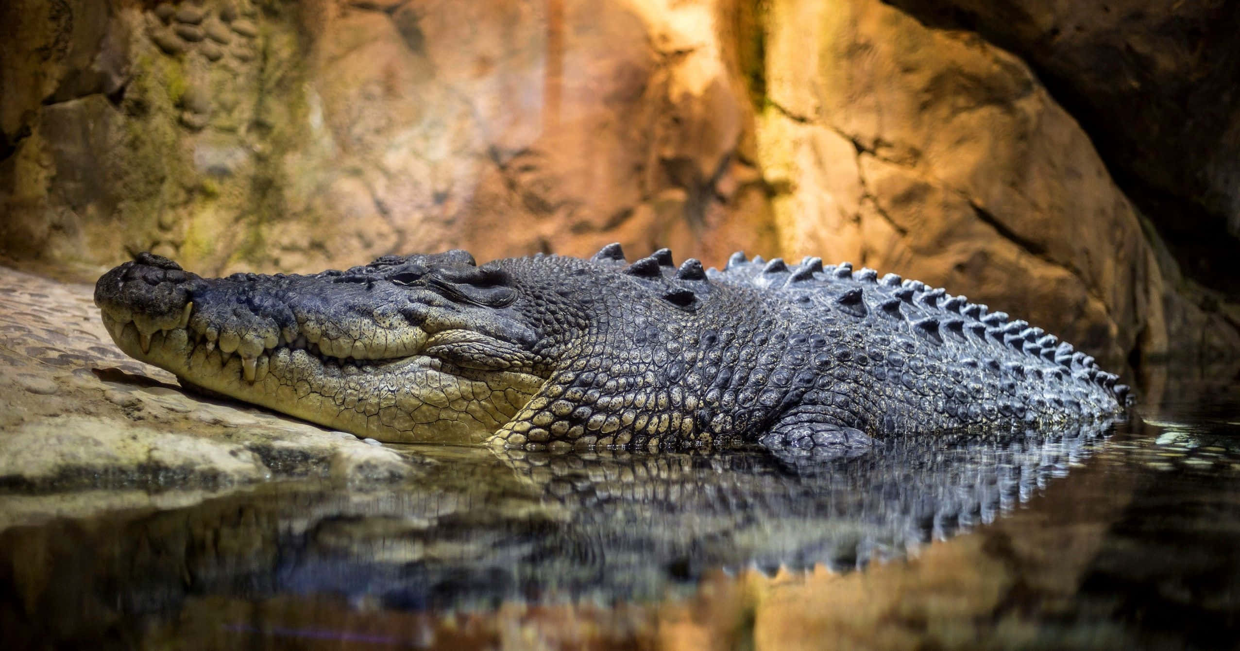 Alligator 桌布 壁紙 — 一條大鱷魚半潛在平靜的水中，靠著紋理岩壁，在溫暖的燈光下休息。