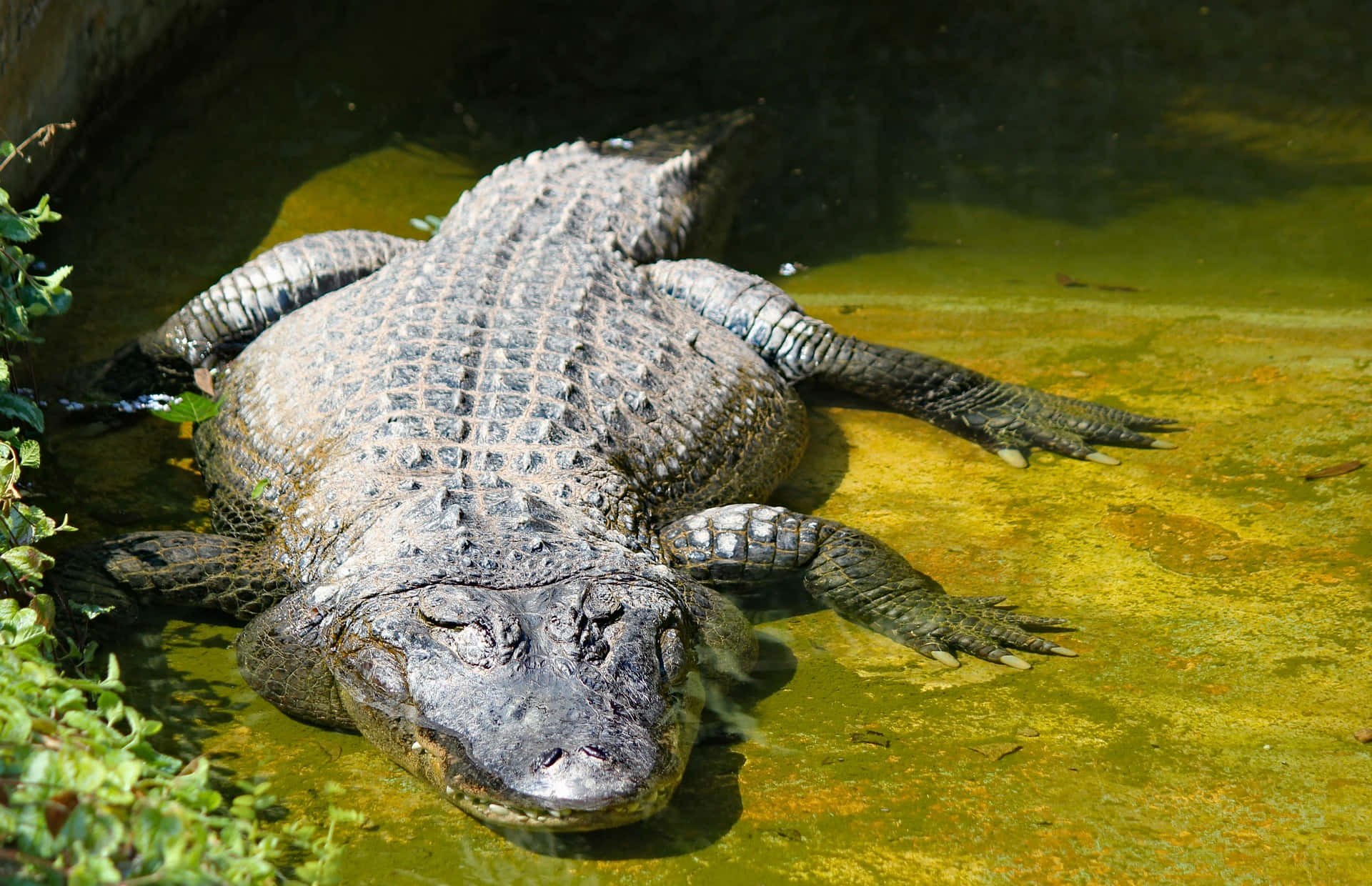 Alligator 桌布 壁紙 — 一條大鱷魚半潛在渾濁的綠色水中休息，周圍是茂密的綠色樹葉。
