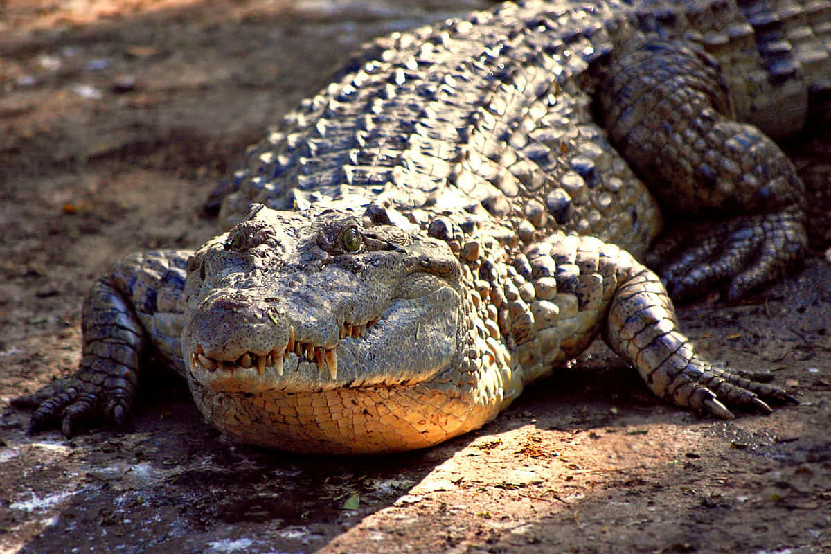 Alligator 桌布 壁紙 — 一條大鱷魚在陽光照耀的泥濘地面上休息，其紋理鱗片和鋒利牙齒清晰可見。