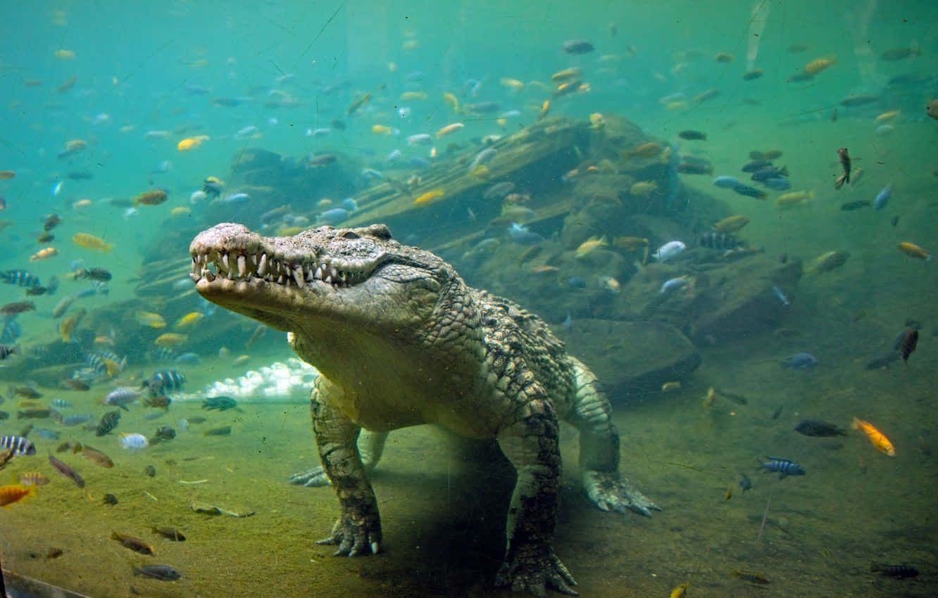 動物 桌布 壁紙 — 一條大鱷魚站在水族館的沙質底部，周圍有色彩繽紛的魚在綠色的水中游動。