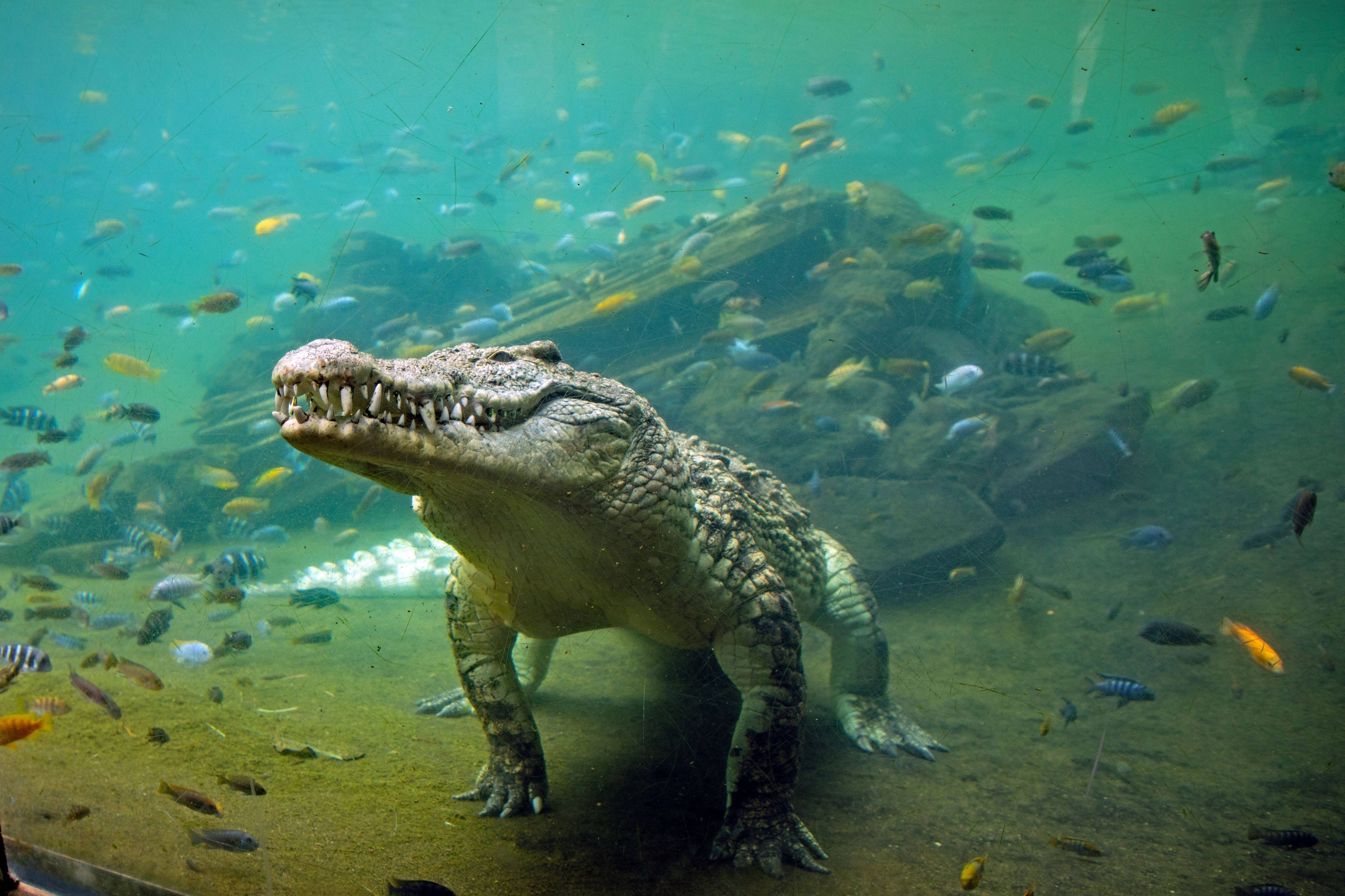 Alligator 桌布 壁紙 — 一條大鱷魚站在水族館的沙質底部，周圍有色彩繽紛的魚在綠色的水中游動。