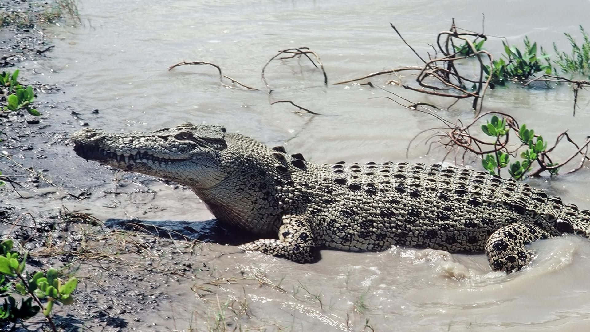 Alligator 桌布 壁紙 — 一條大鱷魚部分浸沒在泥濘的水中休息，周圍是稀疏的綠色植被和纏結的樹枝。