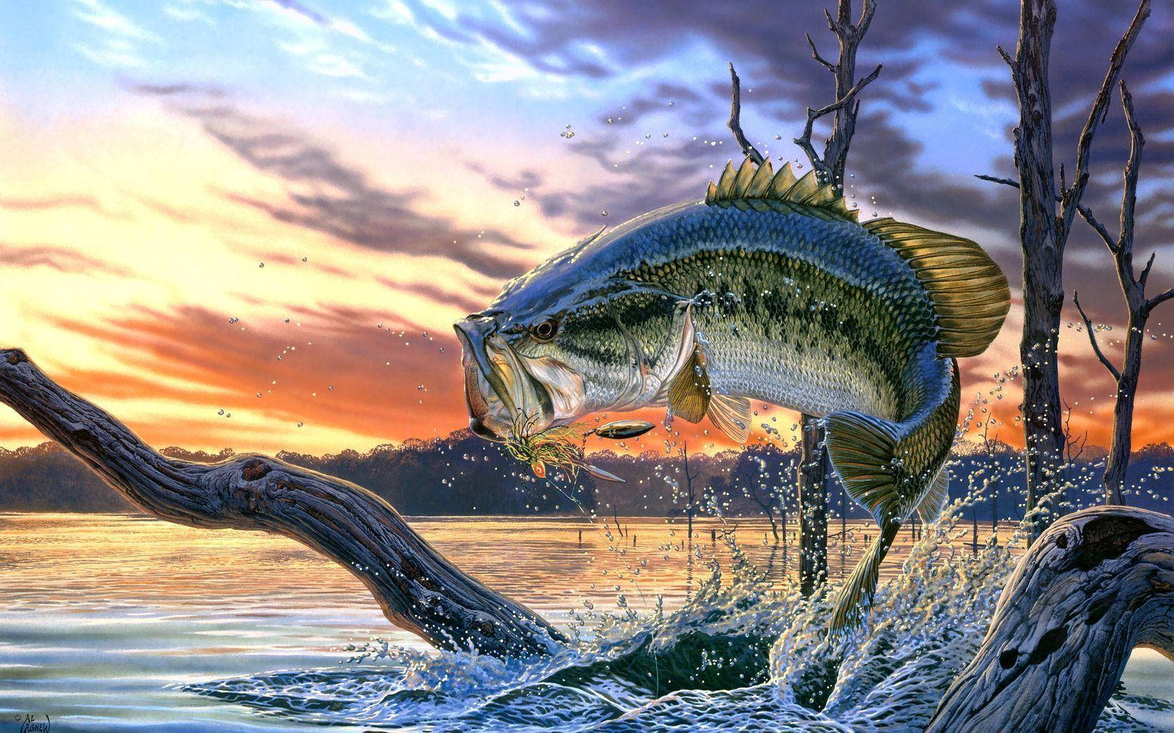 Bass Fishing 桌布 壁紙 — 一條大鱸魚在日落時從寧靜的湖中躍起，水花四濺在彎曲的樹枝周圍。