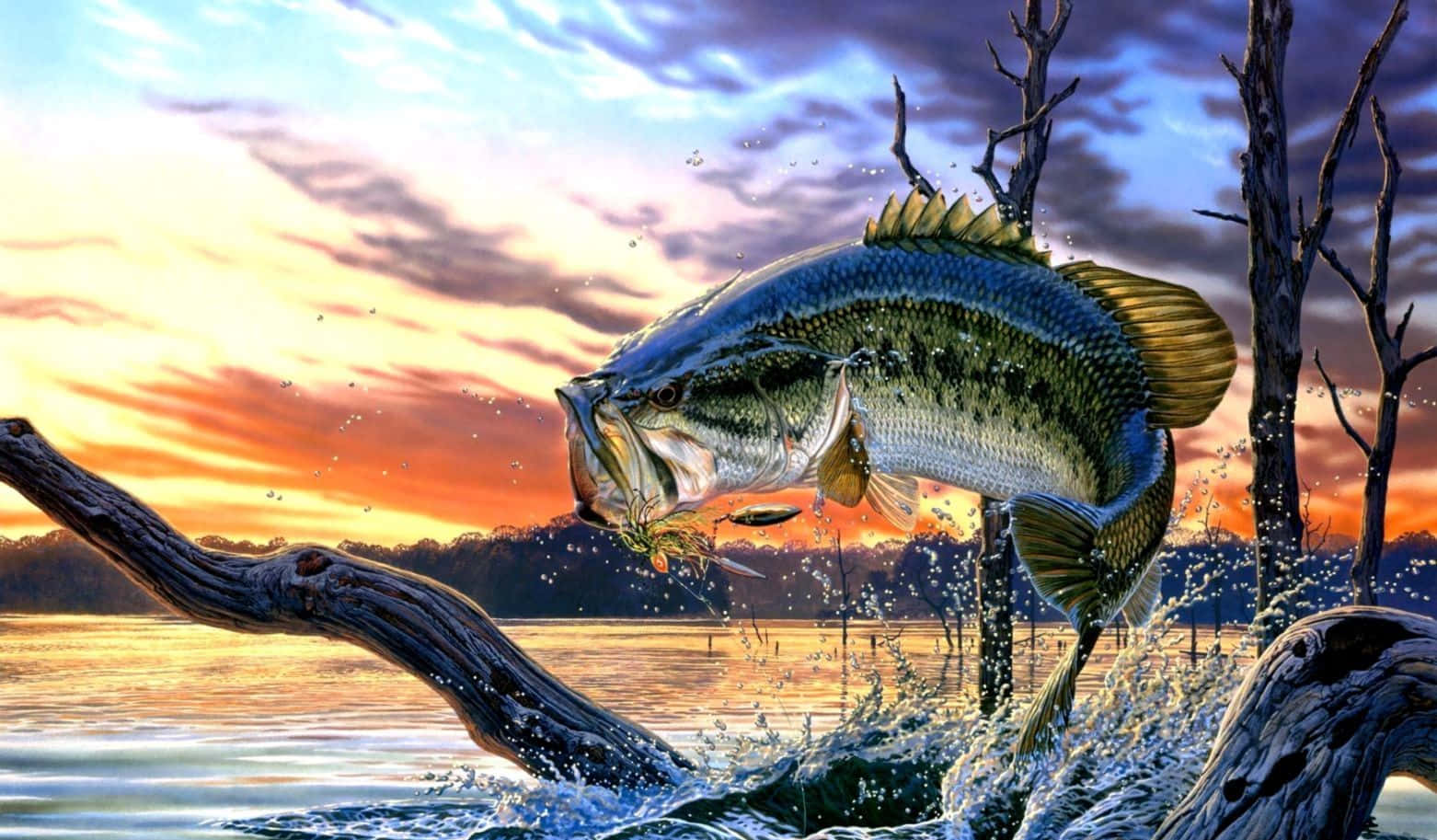 HD Fish 桌布 壁紙 — 一條大鱸魚在日落時從寧靜的湖泊中躍出，背景有飛濺的水花和光禿的樹木。