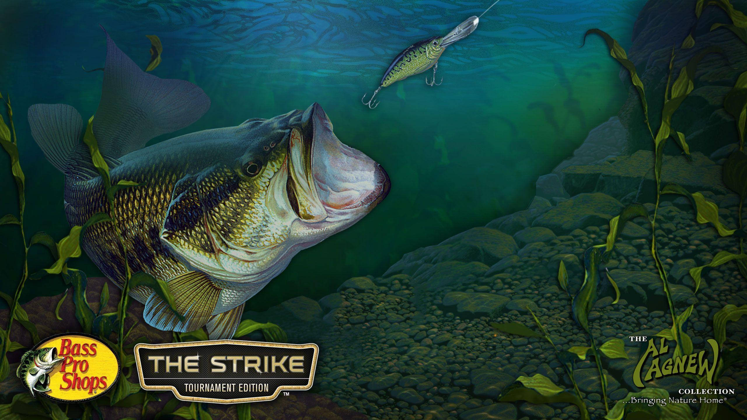 Largemouth Bass 桌布 壁紙 — 一條大鱸魚在清澈帶綠的水中撲向魚餌，周圍是水生植物和岩石河床。