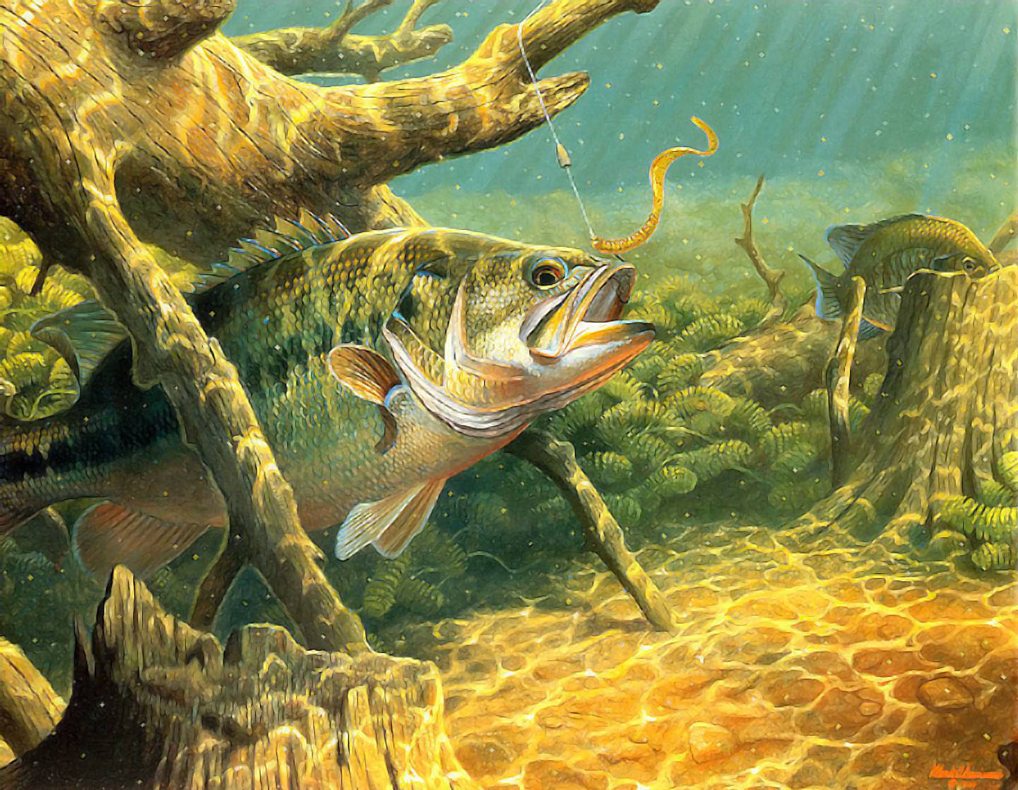 Under The Sea 桌布 壁紙 — 一條大鱸魚在清澈淺水中，向著陽光照射下、沉沒木頭附近的魚餌猛撲過去。