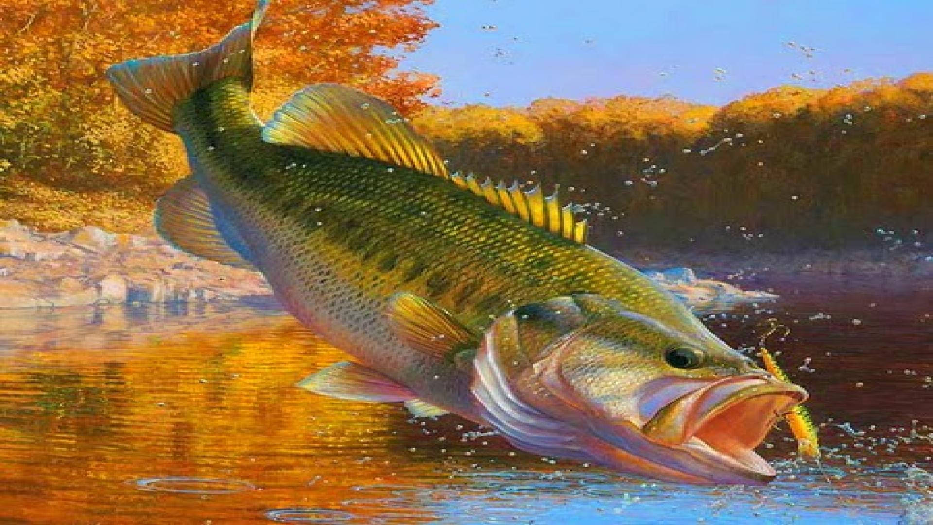 魚 桌布 壁紙 — 一條大鱸魚從秋色水中躍起，嘴裡叼著魚餌，背景是金色的森林。