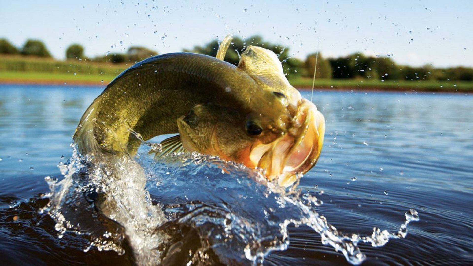 Largemouth Bass 桌布 壁紙 — 一條大鱸魚從陽光普照的湖中戲劇性地躍起，用其強壯的身體和張開的嘴巴激起水花。