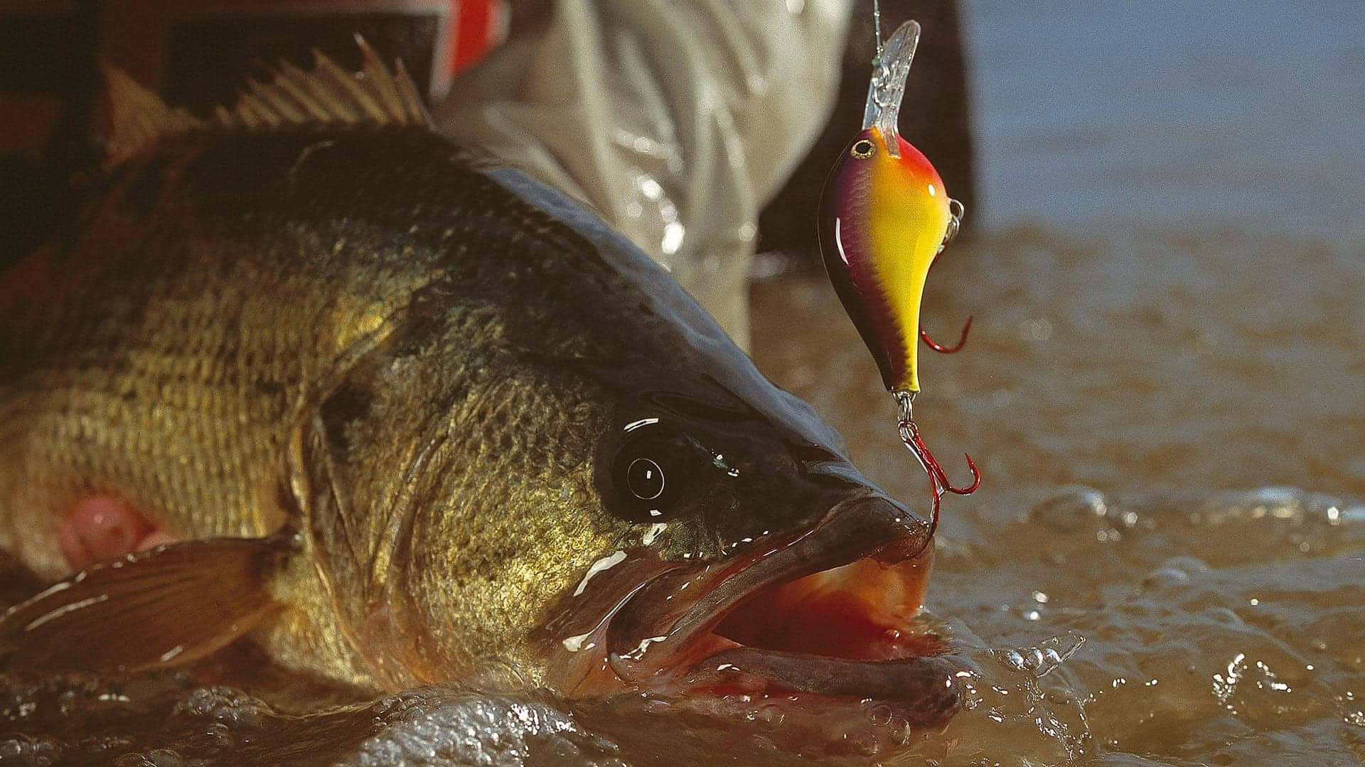 Fishing Bait 桌布 壁紙 — 一條大鱸魚閃爍著鱗片從渾濁的水中躍起，張開大嘴咬住一個鮮黃和紅色的釣魚假餌。