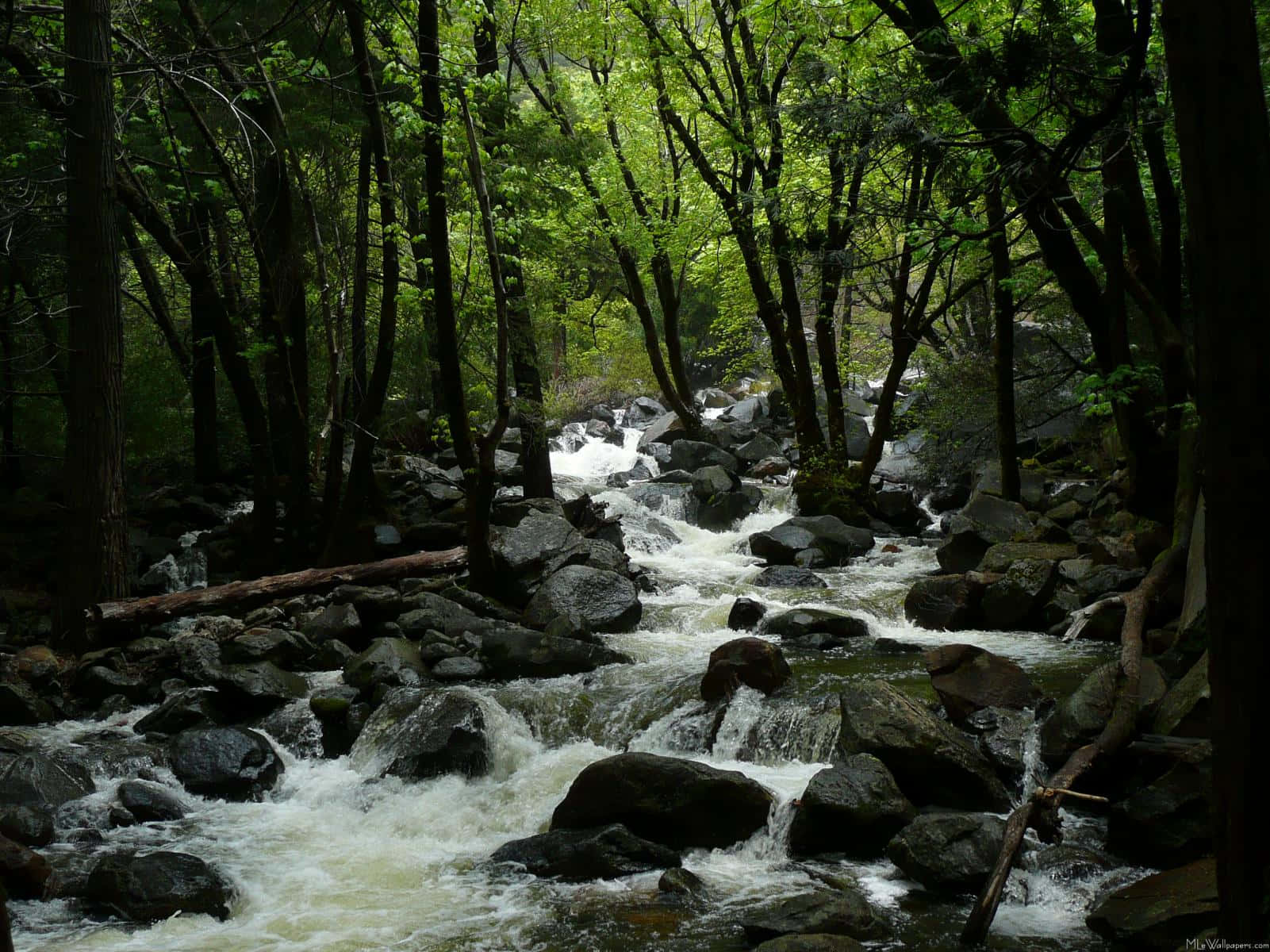 Creek 桌布 壁紙 — 一條奔騰的山間溪流穿過茂密的綠色森林樹冠，翻滾過深色的岩石。