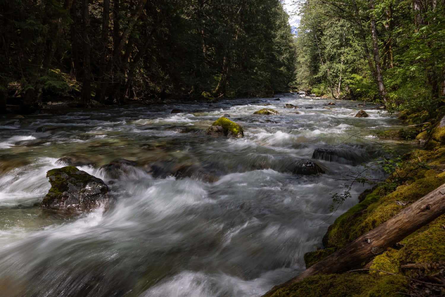 river 桌布 壁紙 — 一條奔騰的森林溪流，流過長滿苔蘚的岩石，周圍是茂密的綠樹，陽光斑駁。
