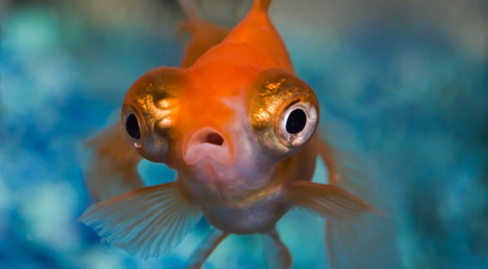 動物 桌布 壁紙 — 一條好奇的橙色金魚，眼睛突出，正游向觀眾，背景是藍色模糊的。