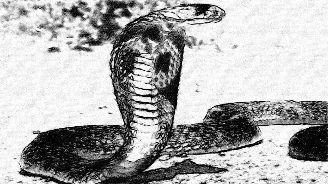 Cobra Snake 桌布 壁紙 — 一條威脅性的眼鏡蛇以引人注目的姿勢升起，頭部張開，對著有紋理的地面。