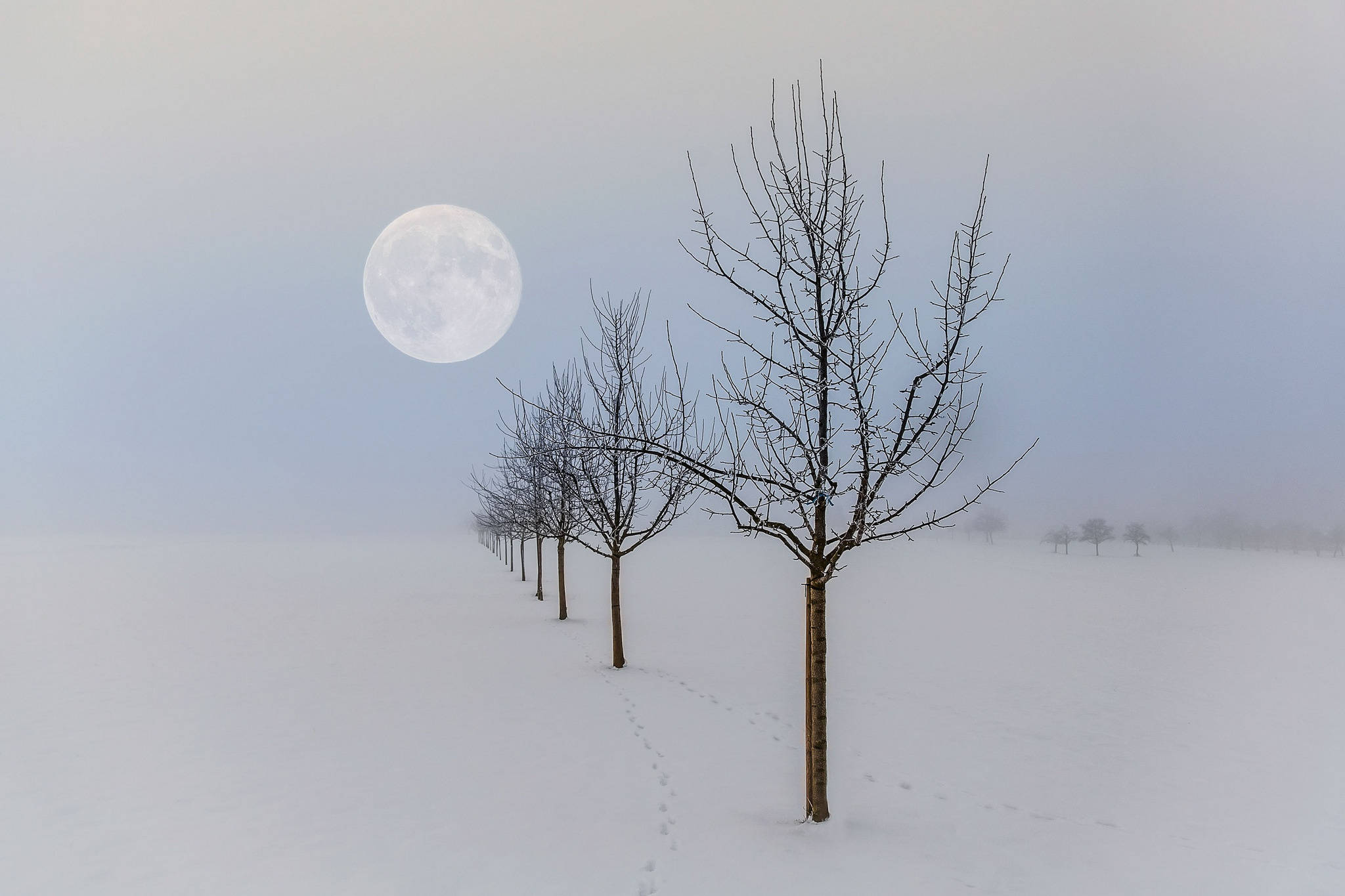Beautiful Full Moon 桌布 壁紙 — 一條孤獨的小徑蜿蜒穿過白雪覆蓋的樹木，在霧濛濛的冬日田野上，一輪巨大的滿月高懸。