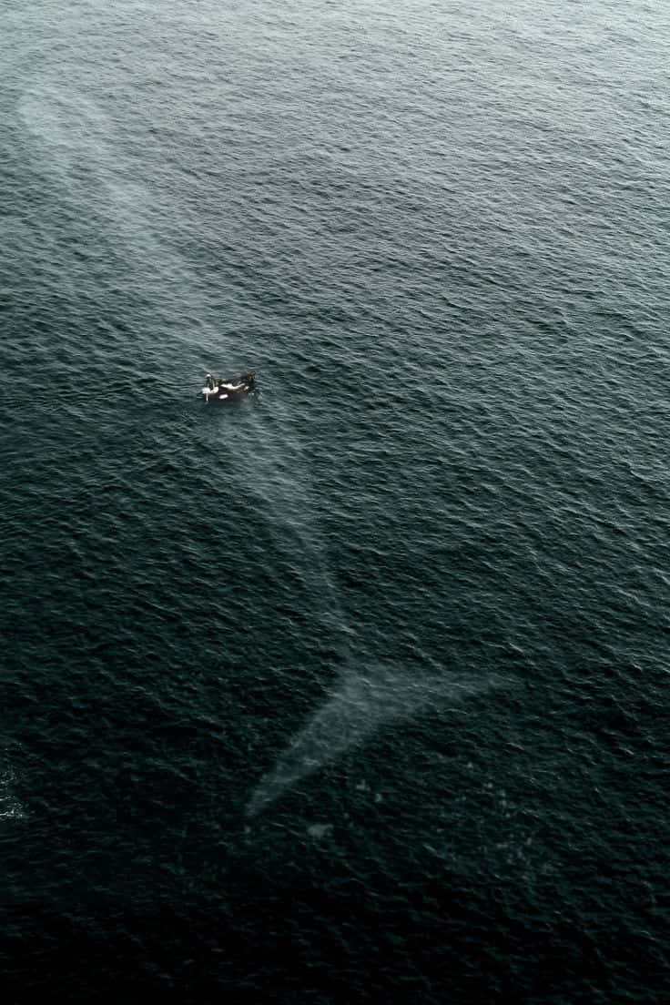 Sperm Whale 桌布 壁紙 — 一條孤獨的殺人鯨在黑暗的海面下優雅地游動，從上方可以看到明顯的尾流。