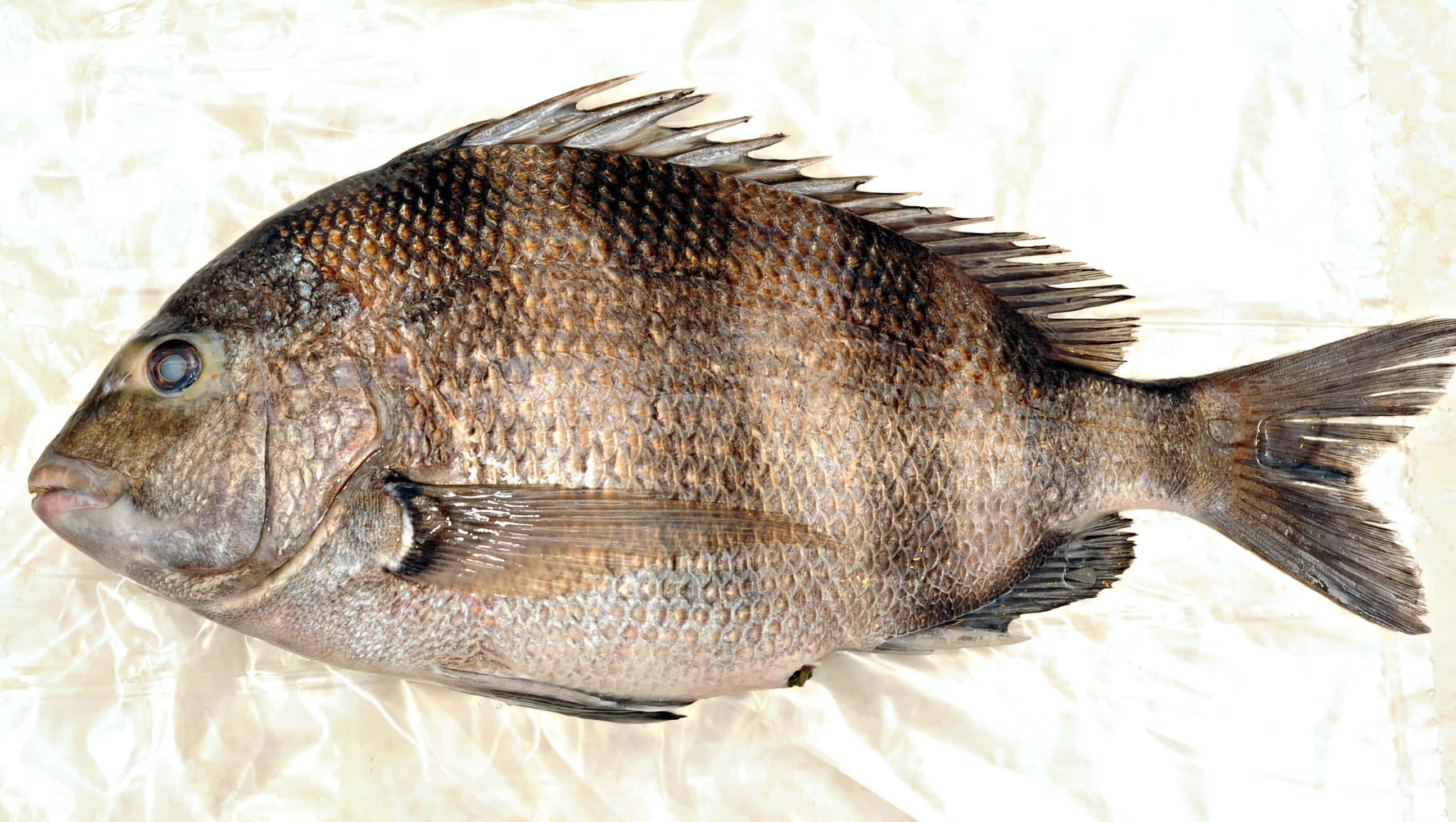 Sheepshead Fish 桌布 壁紙 — 一條完整的深棕色魚，帶有細緻的鱗片和尖刺的魚鰭，躺在皺巴巴的白色表面上。