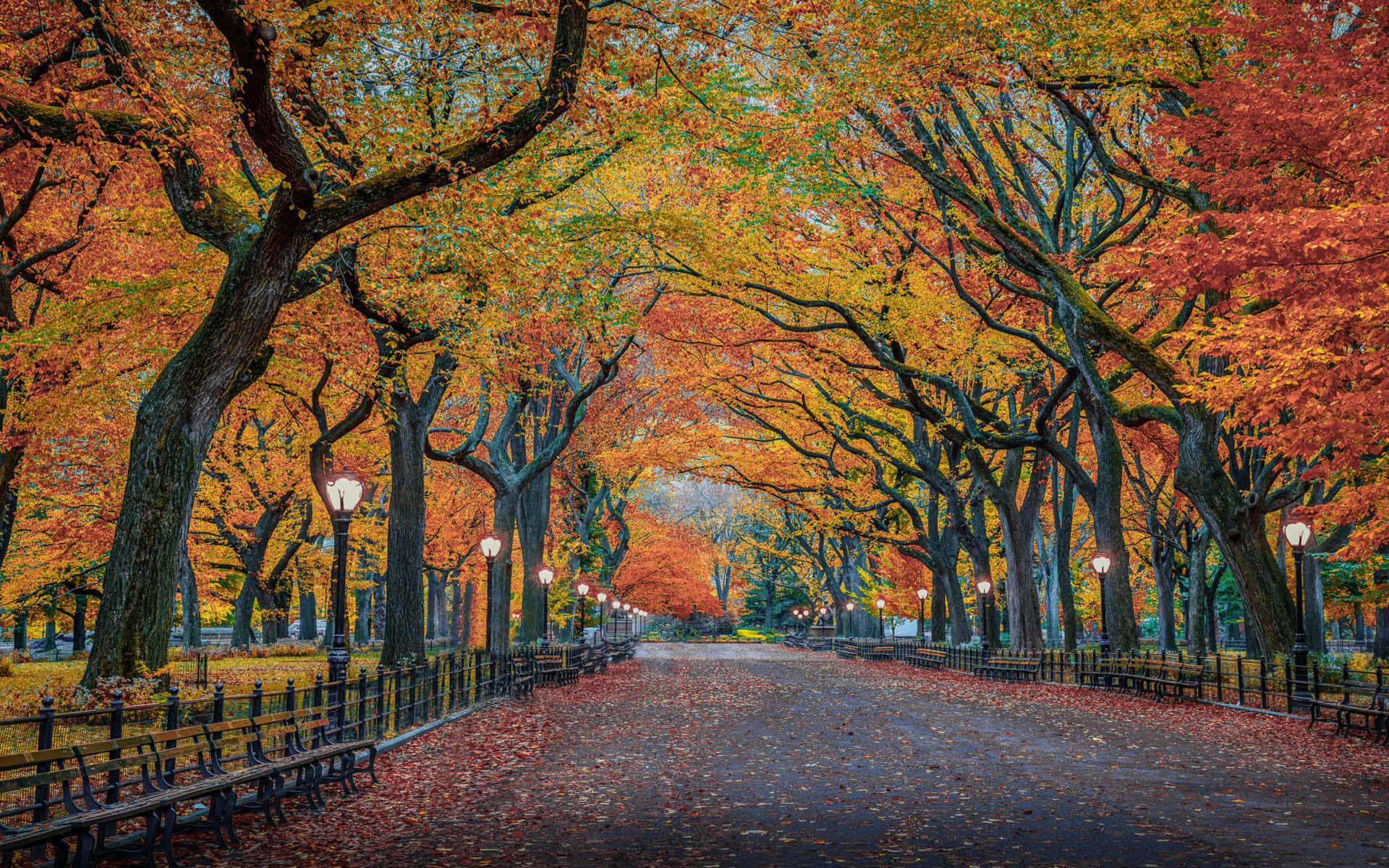 Fall City 桌布 壁紙 — 一條宏偉的秋日大道，兩旁種滿火紅和金黃的楓樹，樹枝在頭頂交織成拱形，覆蓋著落葉的小徑。