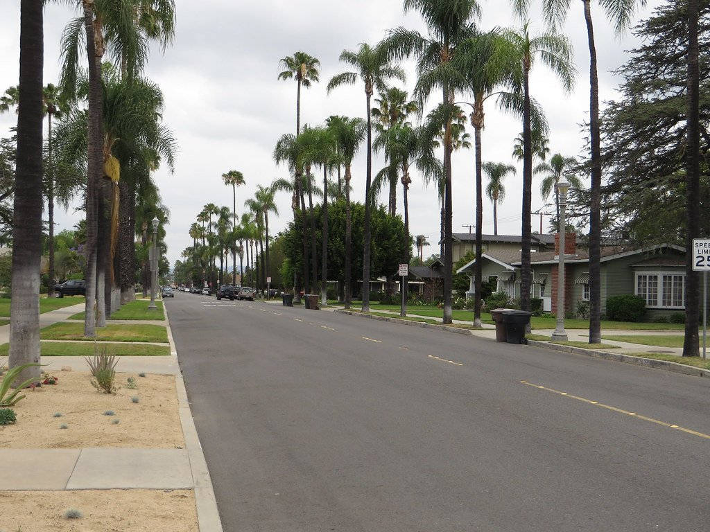 Palm Trees 桌布 壁紙 — 一條寧靜的住宅街道，兩旁種有高大的棕櫚樹和獨棟房屋，天空多雲。