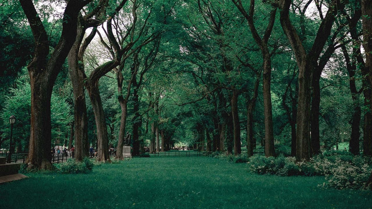 自然 桌布 壁紙 — 一條寧靜的公園小徑，兩旁樹木成蔭，綠草如茵，斑駁的陽光穿過茂密的樹葉灑落下來。