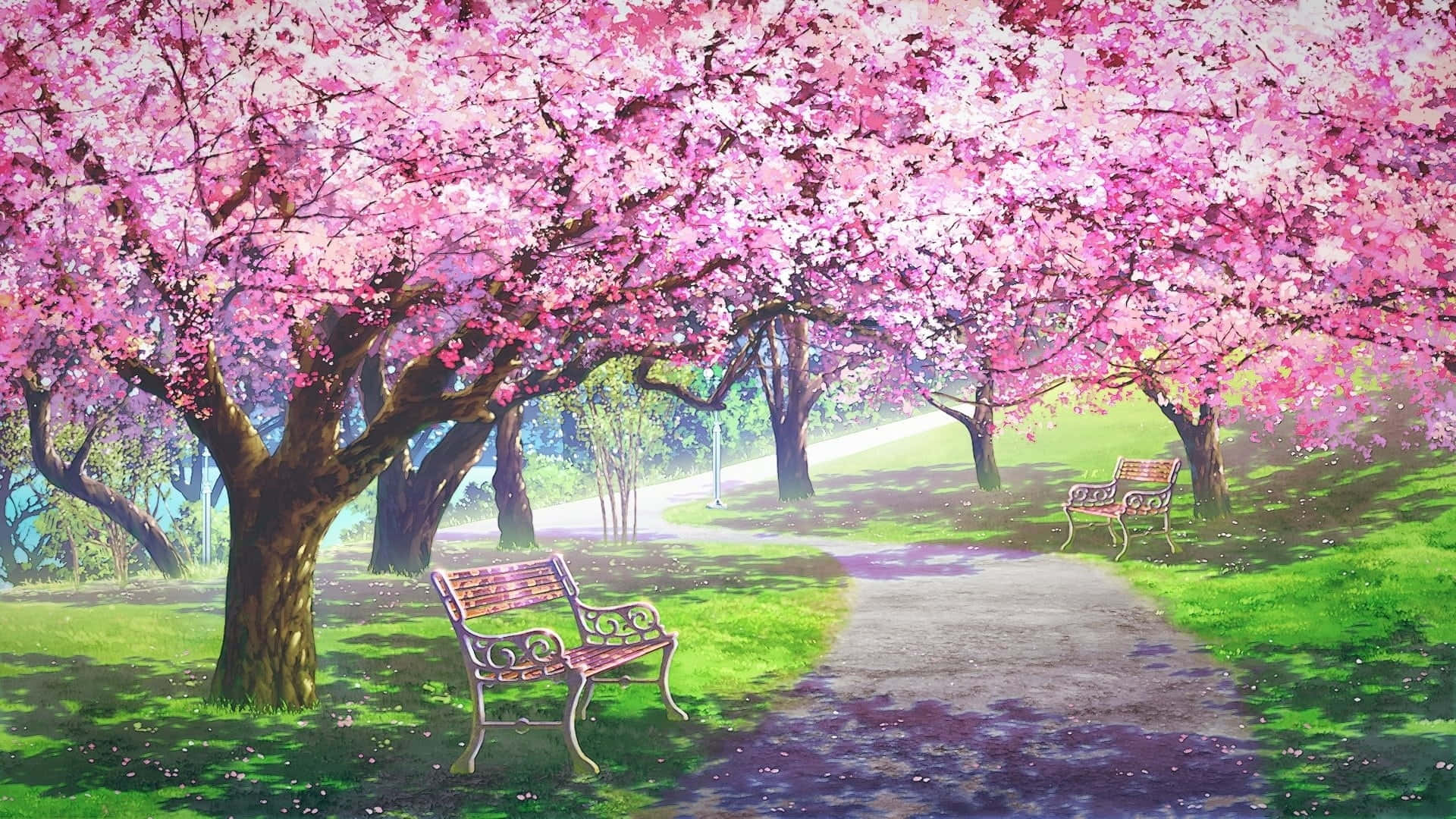 Anime Cherry Blossom 桌布 壁紙 — 一條寧靜的公園小徑，兩旁開滿粉紅色櫻花樹，在綠色草地和長凳上投下斑駁的陰影。