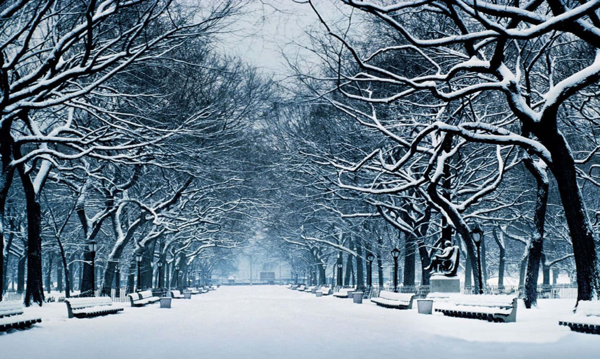 白雪公主 桌布 壁紙 — 一條寧靜的冬季公園小徑，兩旁是白雪覆蓋的樹木和長椅，上方是柔和的藍天。